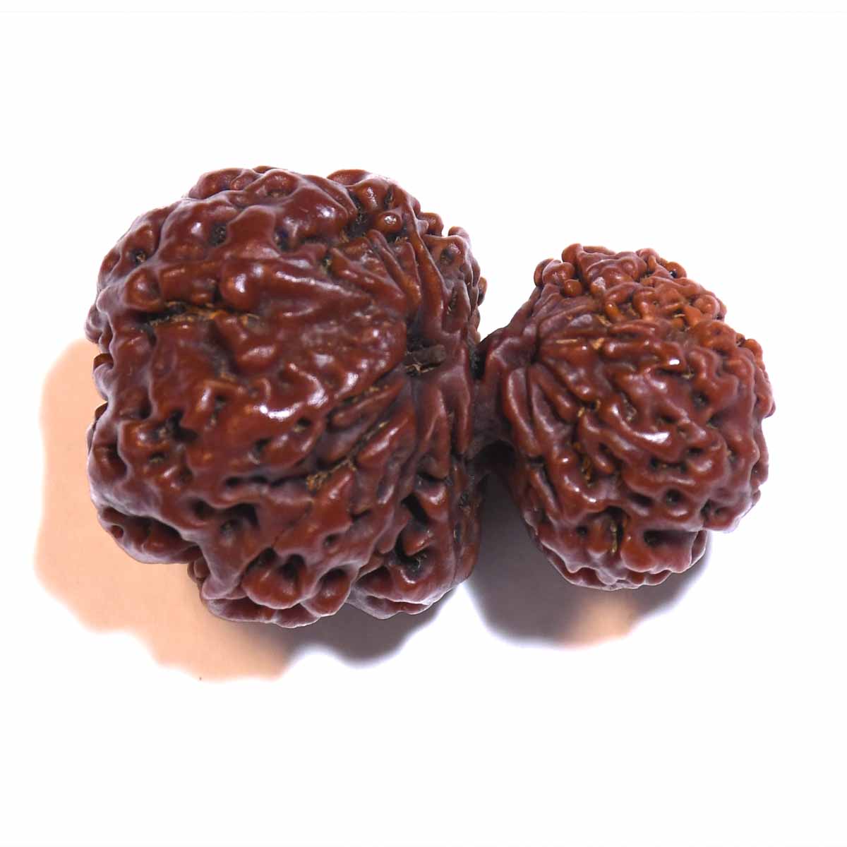 Natural Garbh Gauri Rudraksha
