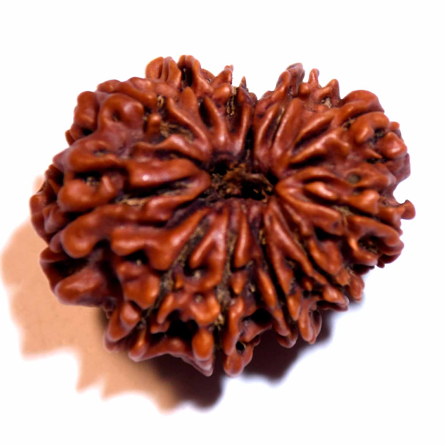 Natural 12 Mukhi/Faced Ganesh Rudraksha