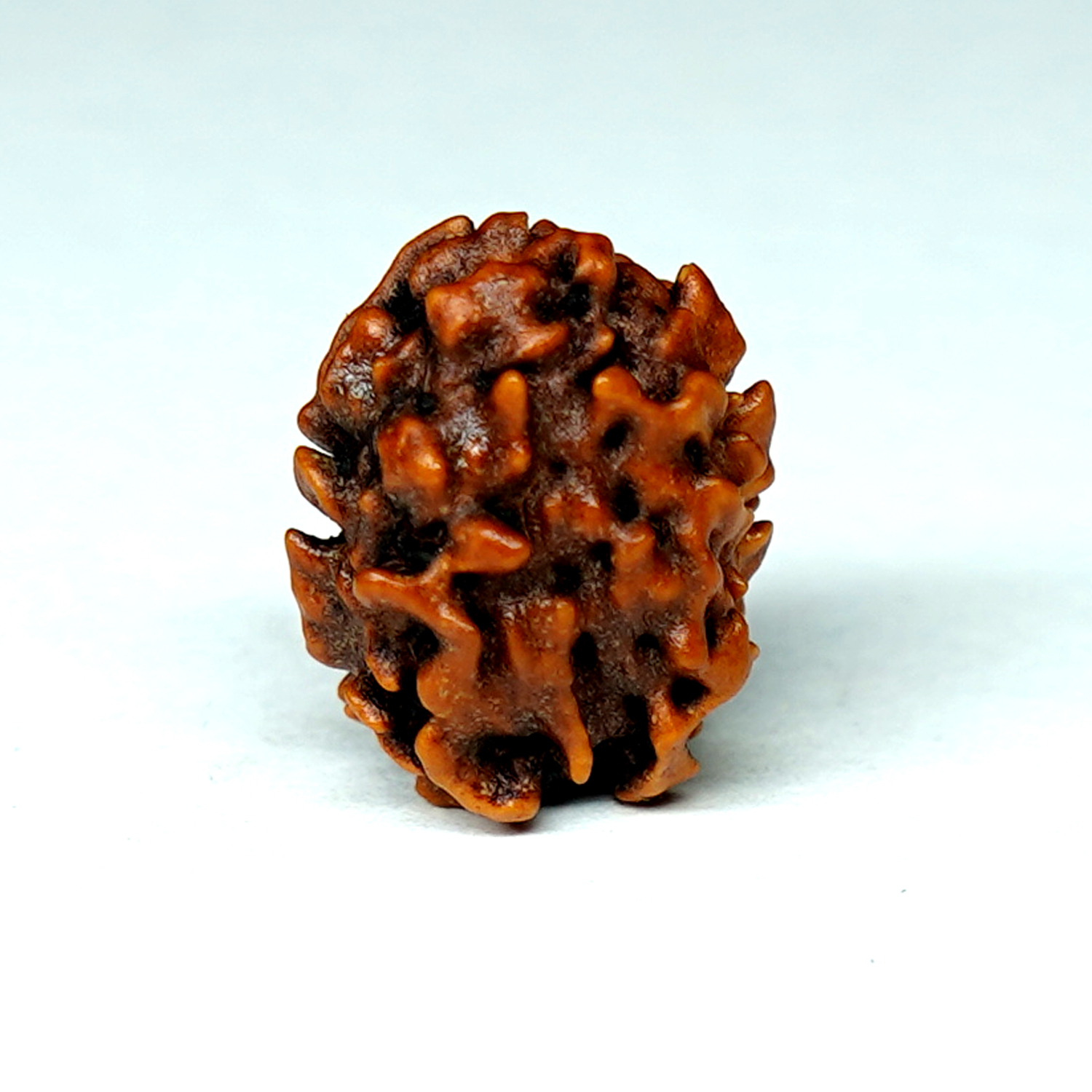 Natural 2 Mukhi/Faced Rudraksha