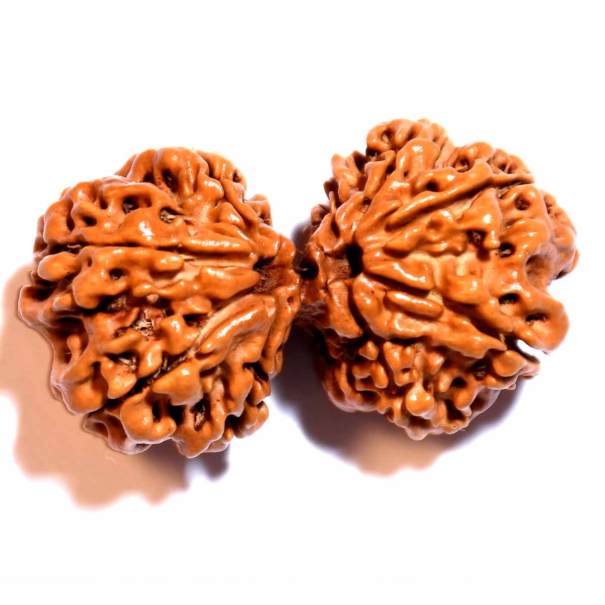 Natural Gauri Shankar Ganesh Rudraksha