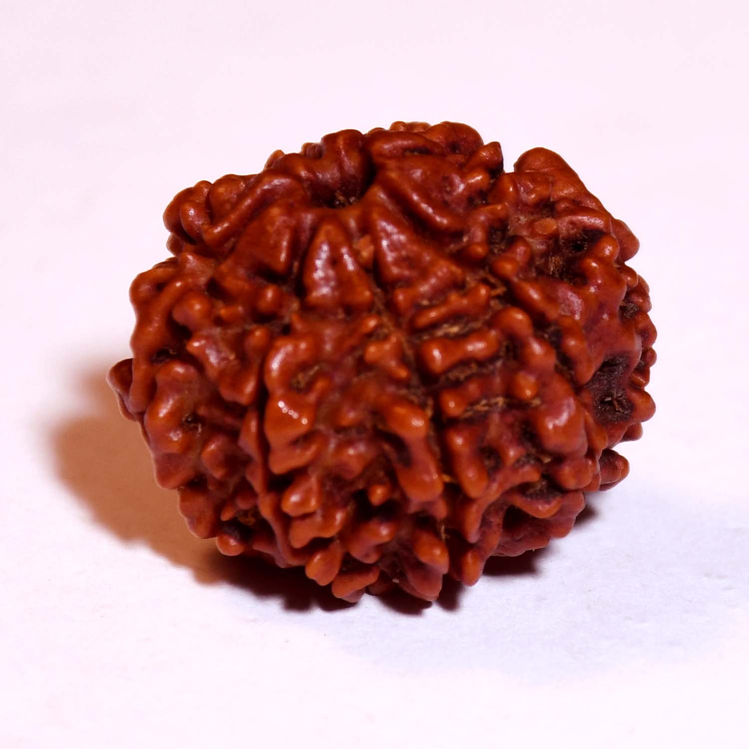 Natural 8 Mukhi/Faced Ganesh Rudraksha