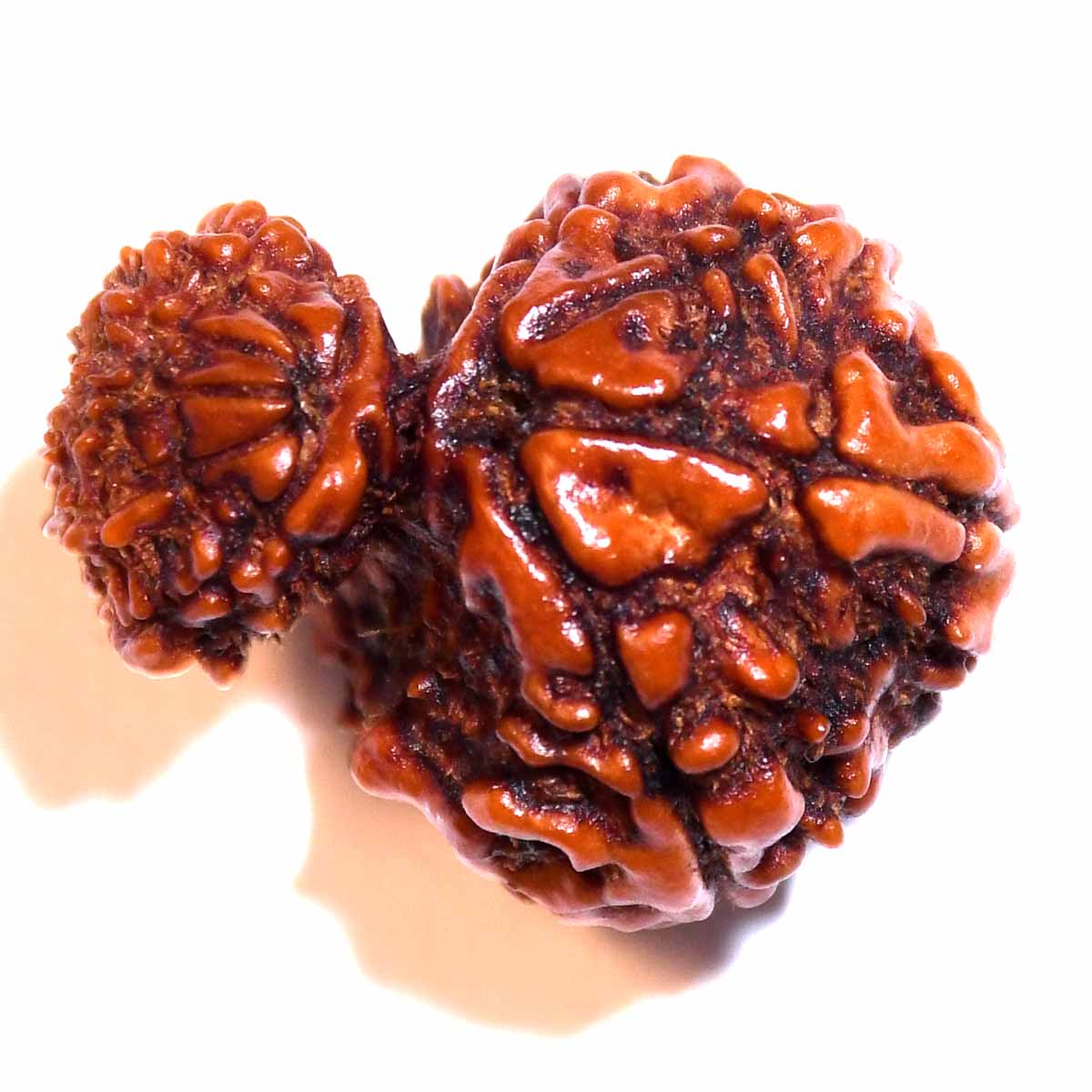 Natural Garbh Gauri Rudraksha