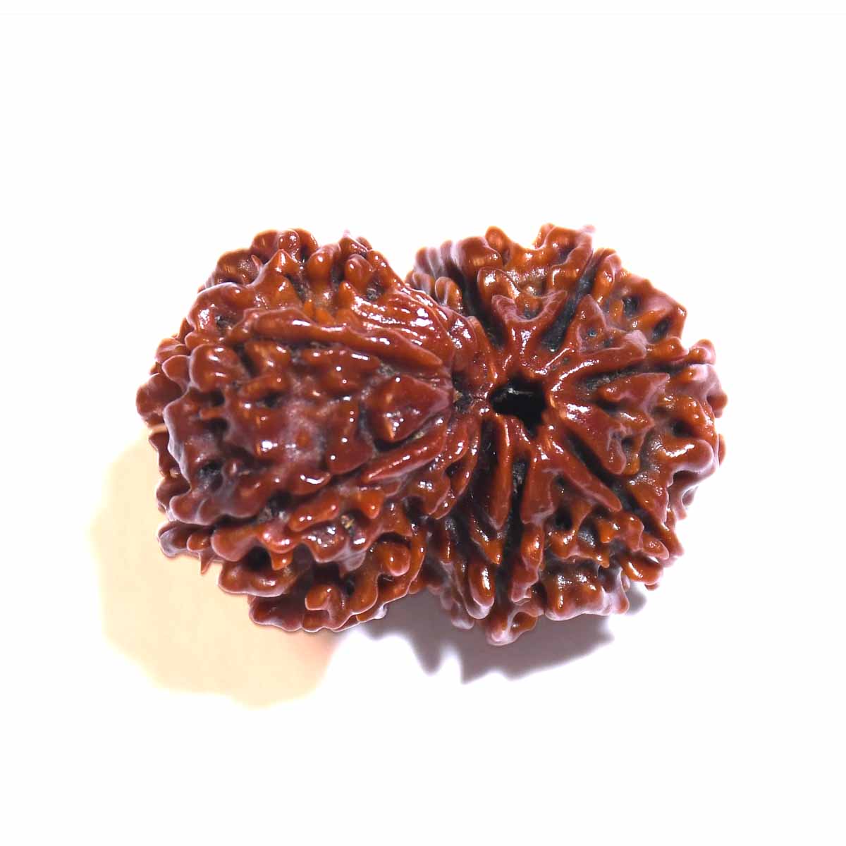 Natural Gauri Shankar Ganesh Rudraksha