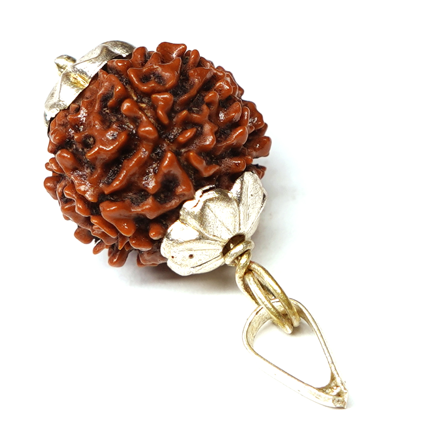 Natural 7 Mukhi/Faced Rudraksha with Silver Capping