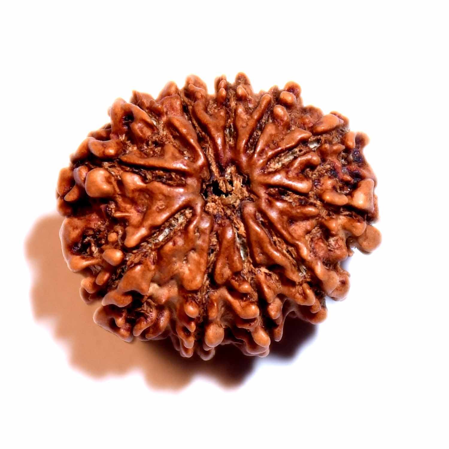 Natural 11 Mukhi/Faced Rudraksha