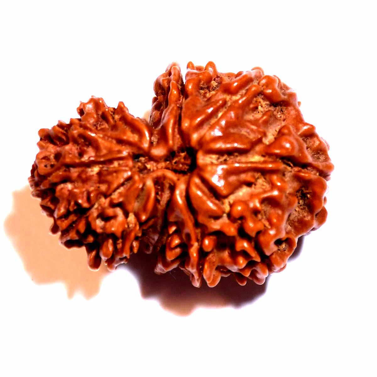 Natural Garbh Gauri Rudraksha