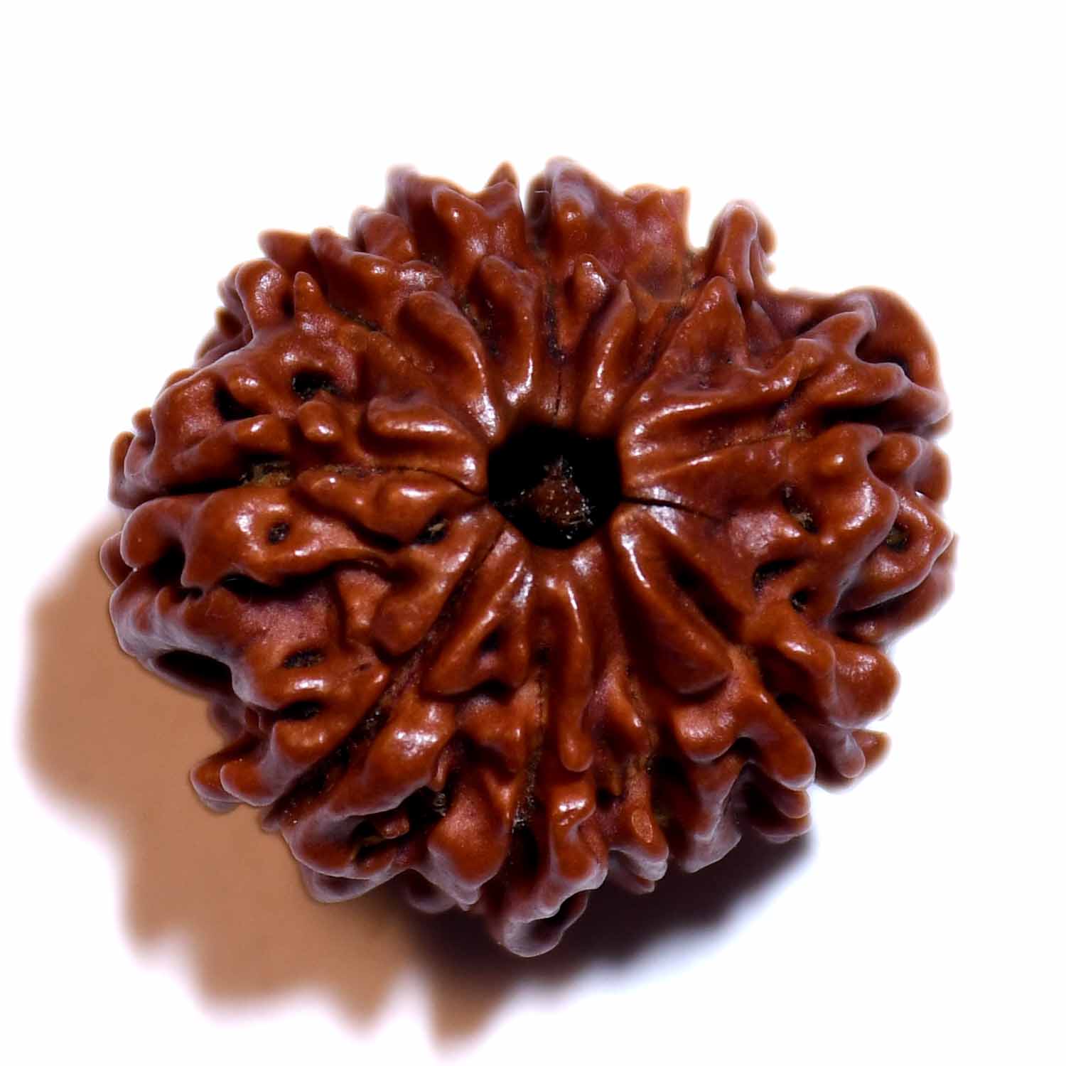 Natural 10 Mukhi/Faced Ganesh Rudraksha