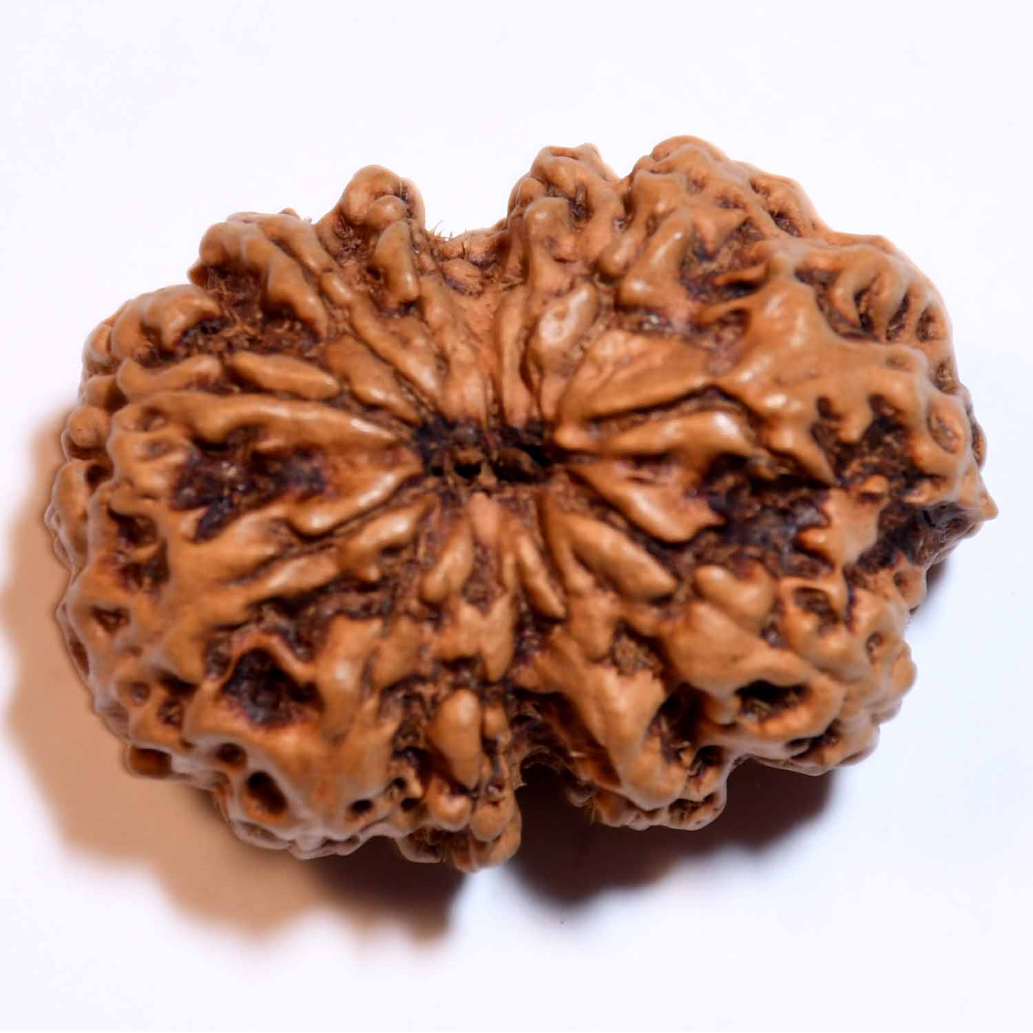 Natural 11 Mukhi/Faced Rudraksha