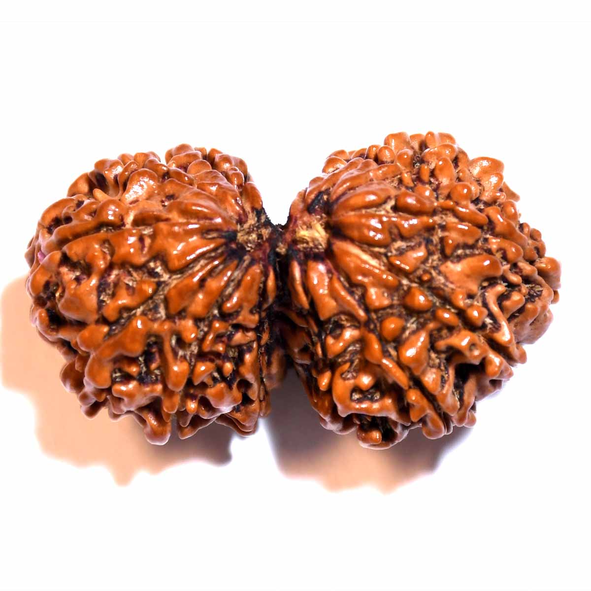 Natural Gauri Shankar Ganesh Rudraksha