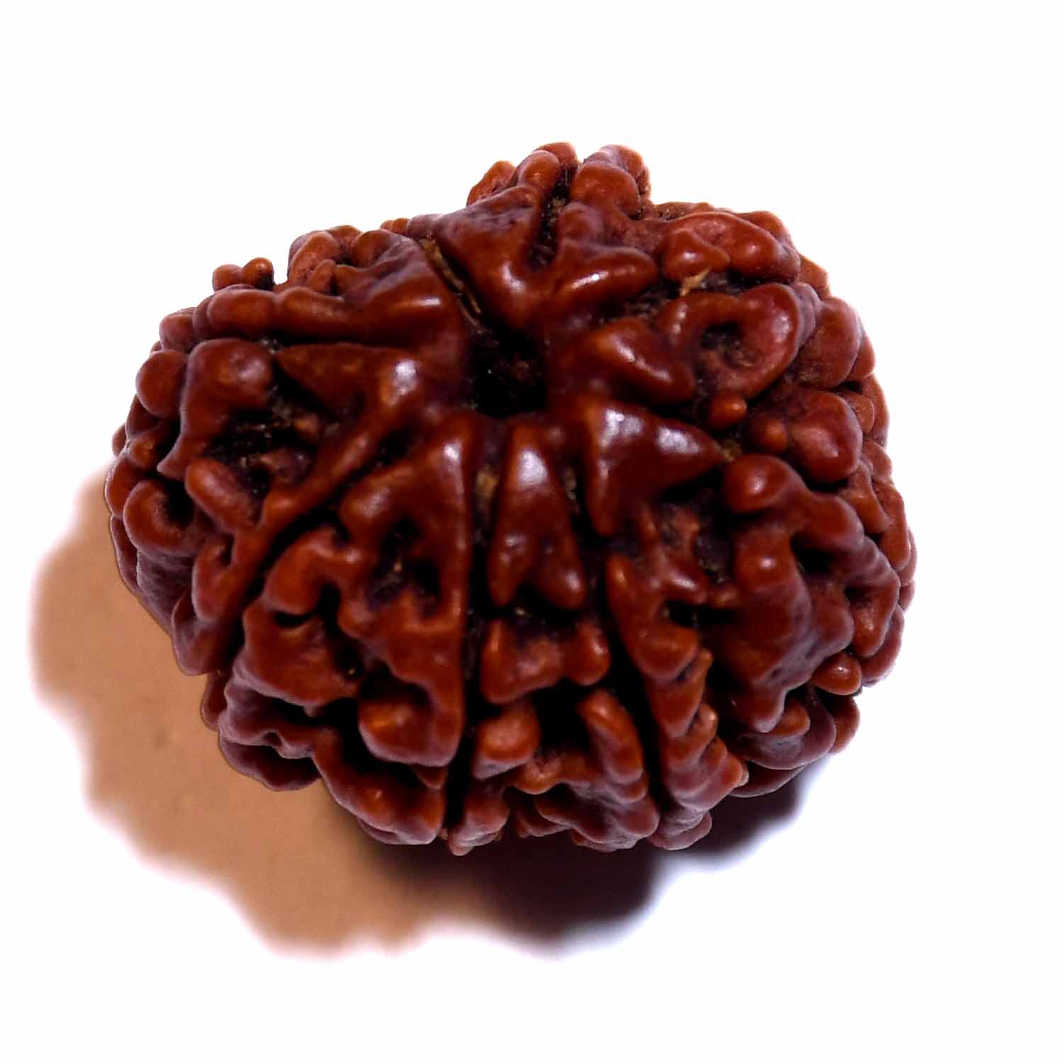 Natural 8 Mukhi/Faced Rudraksha