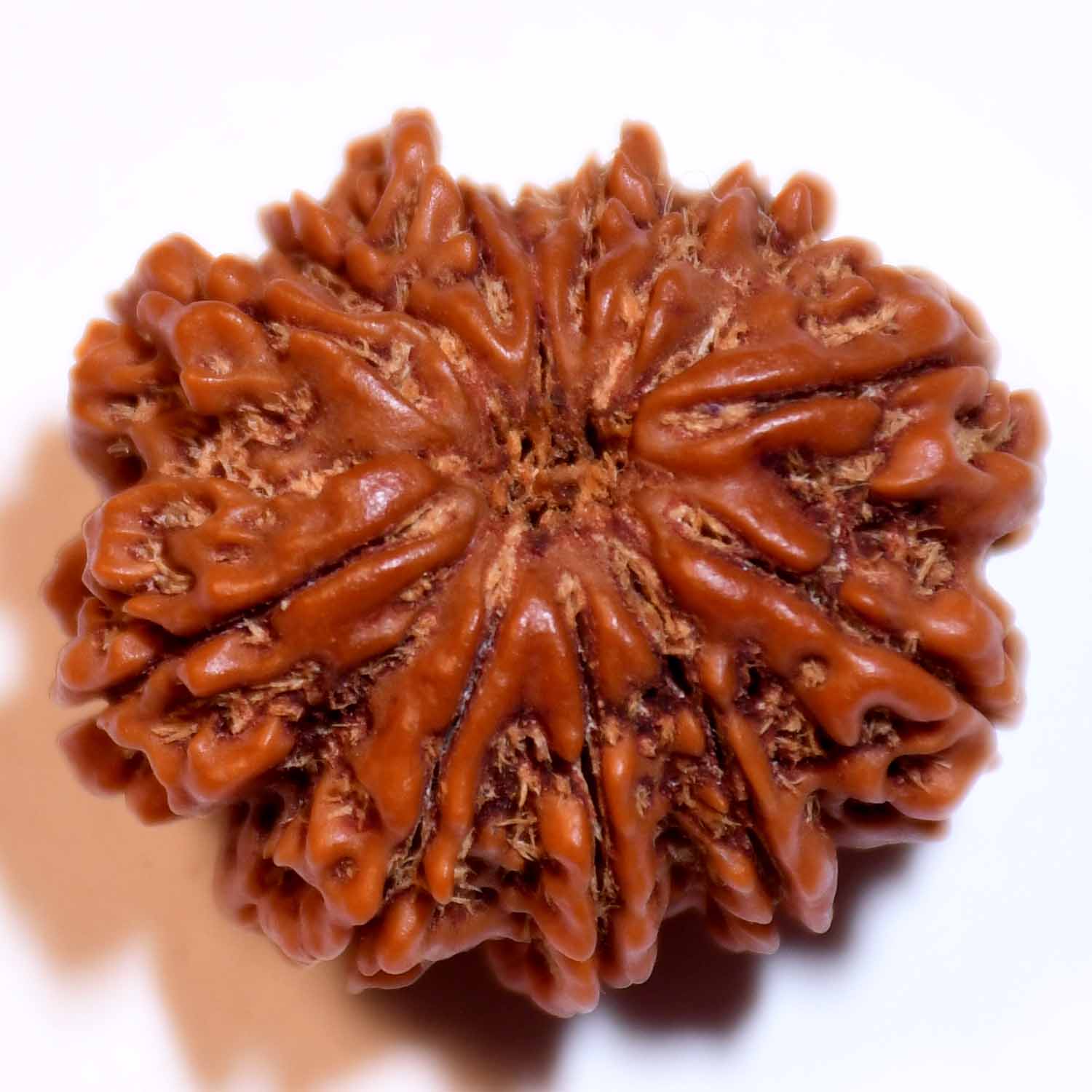 Natural 12 Mukhi/Faced Rudraksha