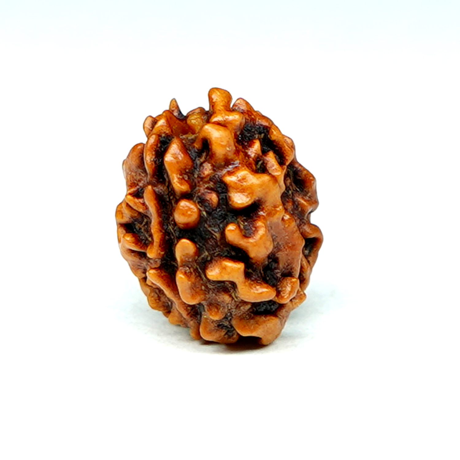Natural 2 Mukhi/Faced Rudraksha