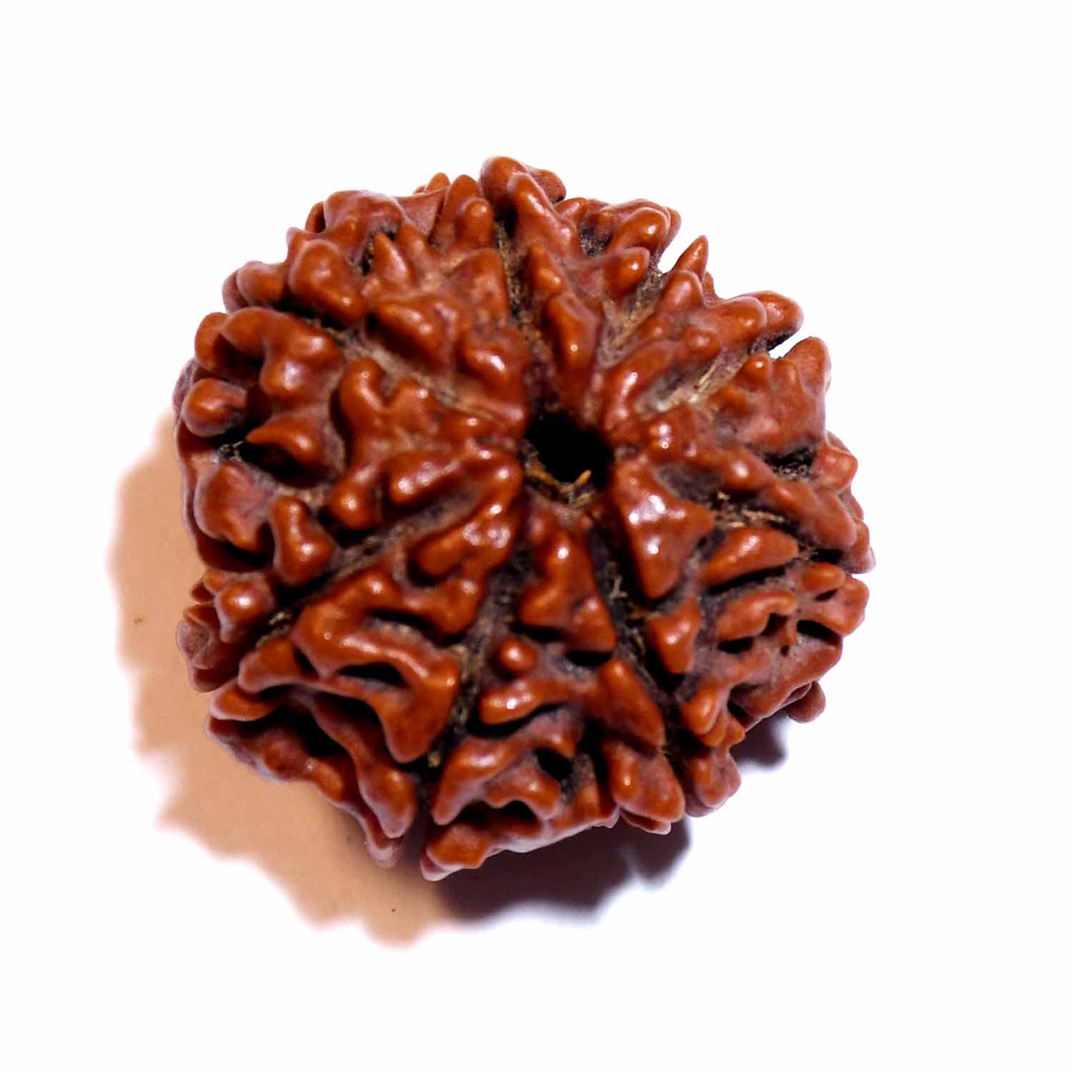 Natural 8 Mukhi/Faced Rudraksha