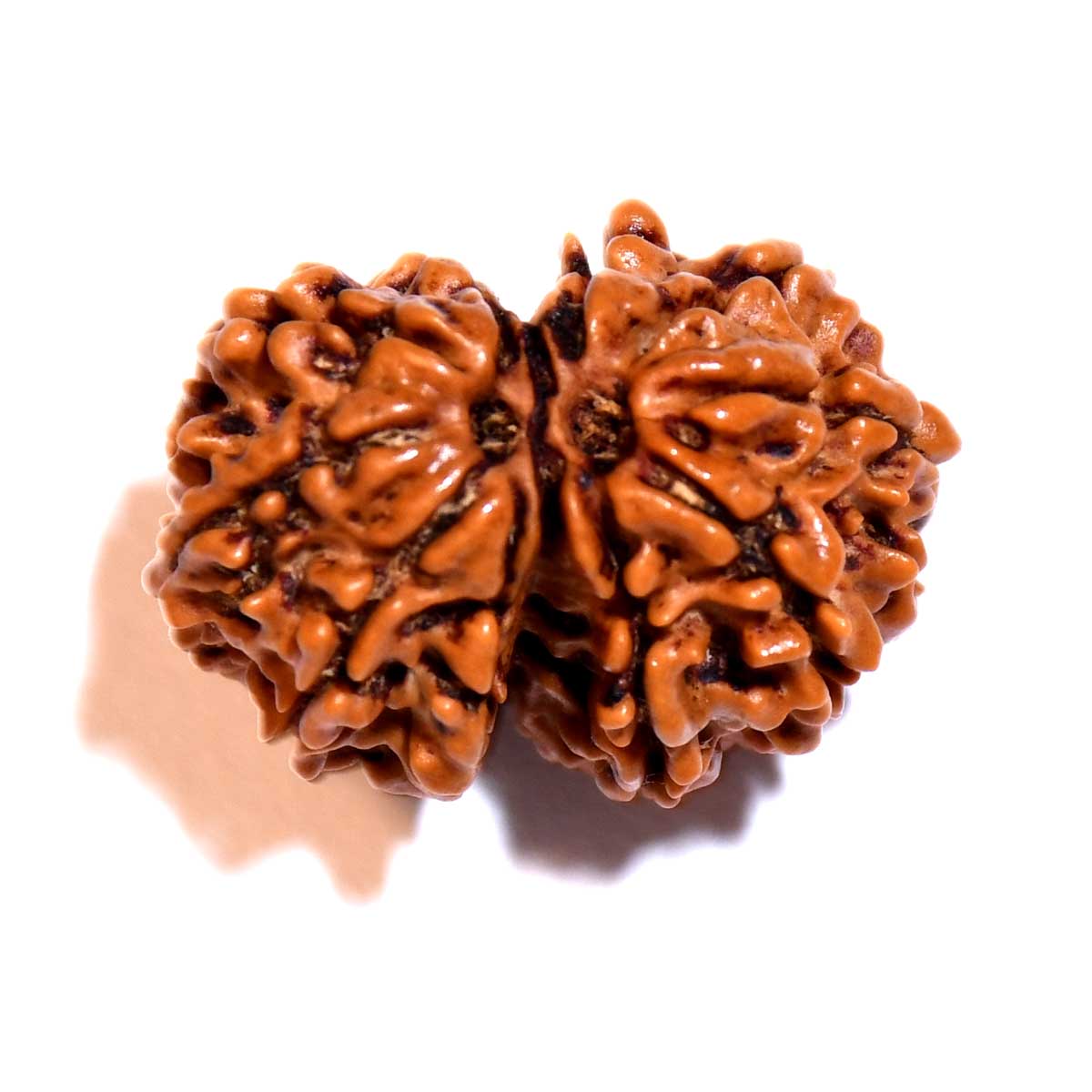 Natural Gauri Shankar Rudraksha