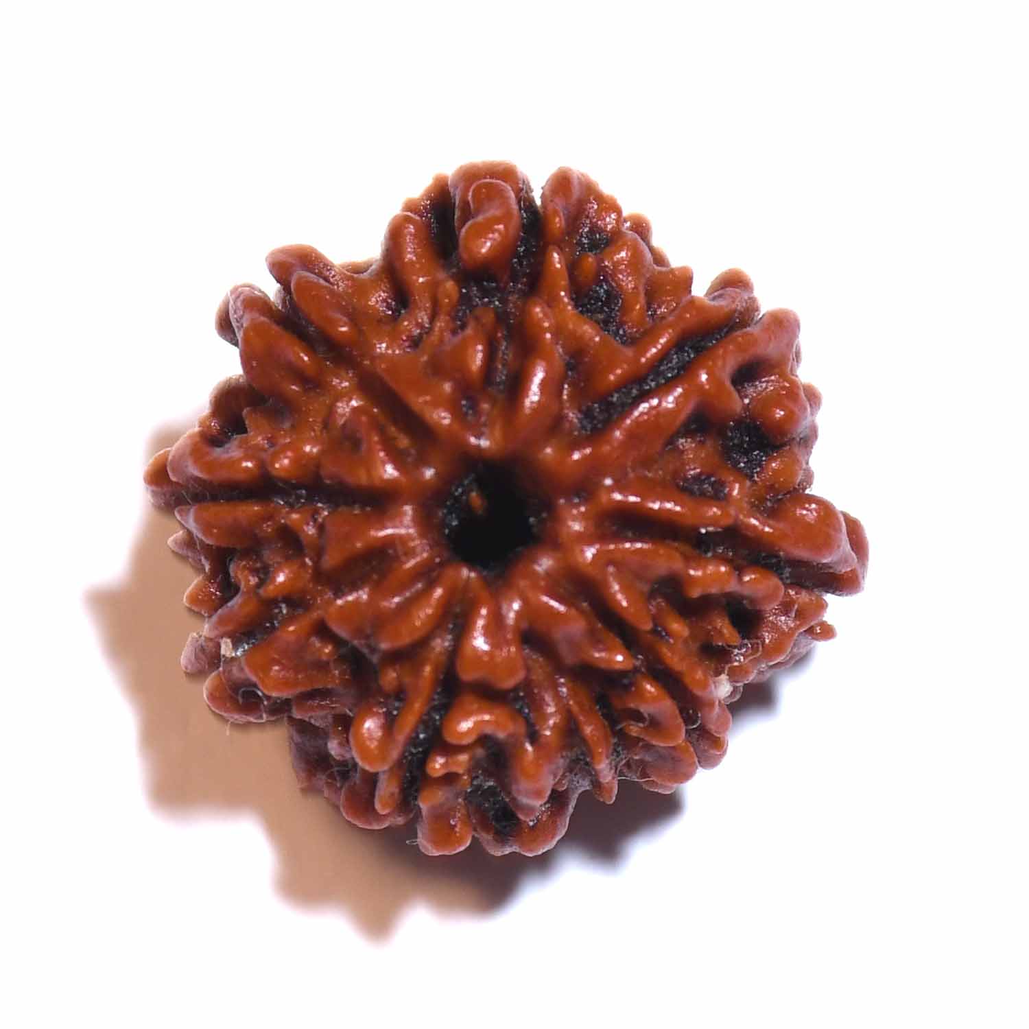 Natural 8 Mukhi/Faced Rudraksha