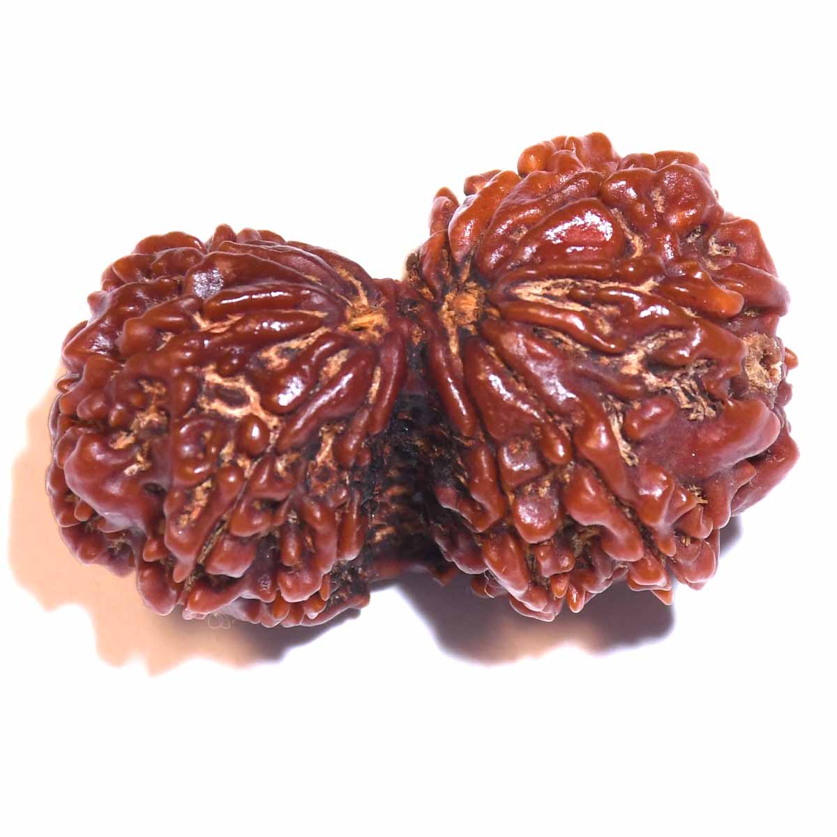 Natural Gauri Shankar Rudraksha