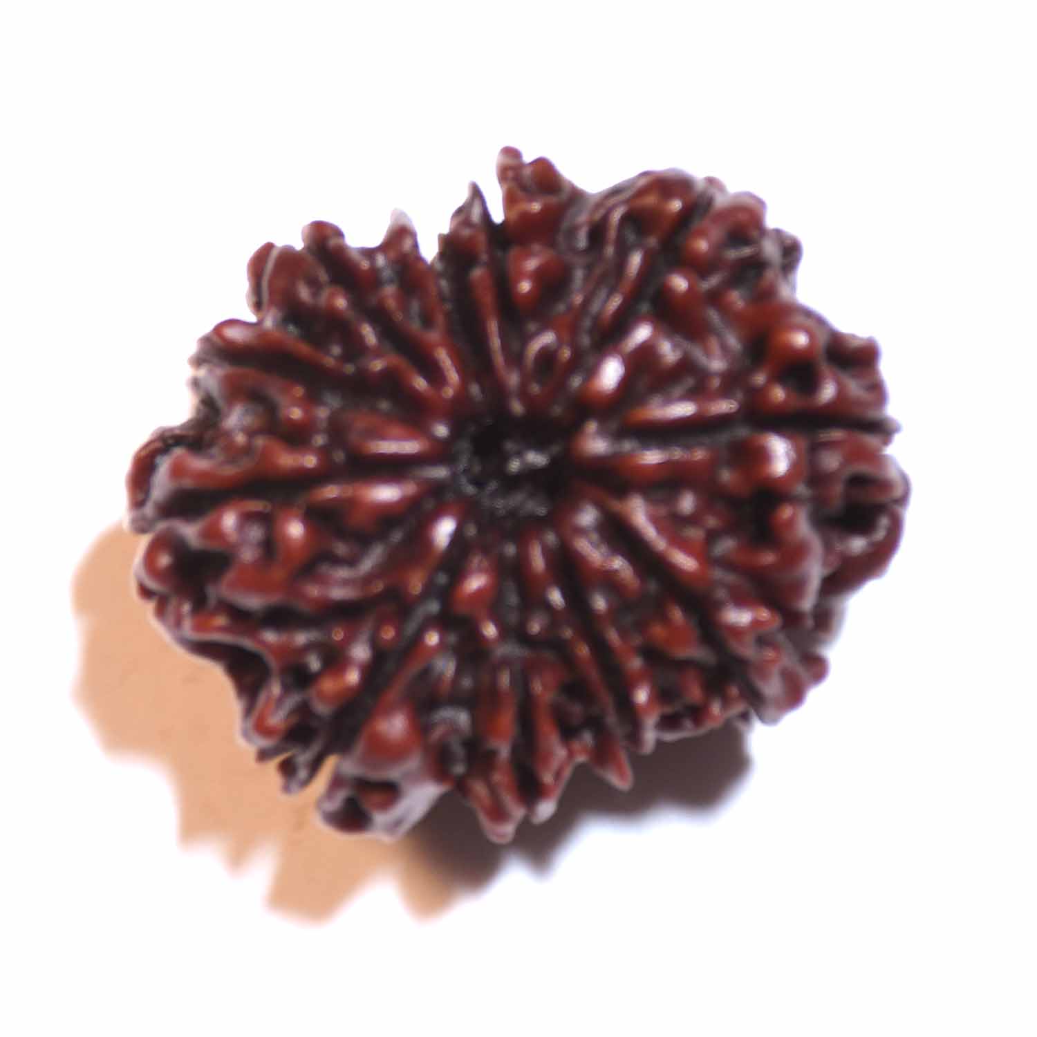 Natural 11 Mukhi/Faced Rudraksha