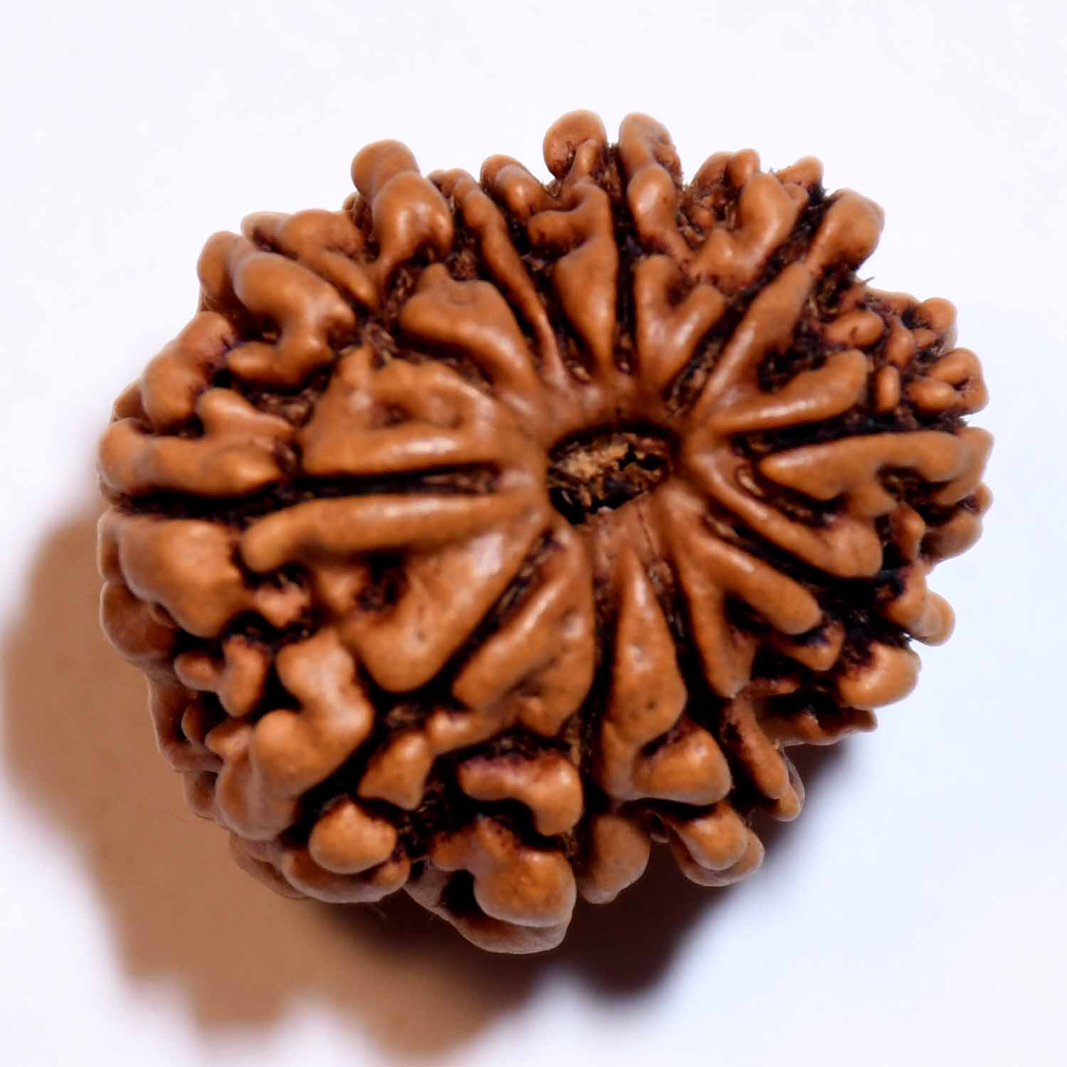 Natural 11 Mukhi/Faced Rudraksha
