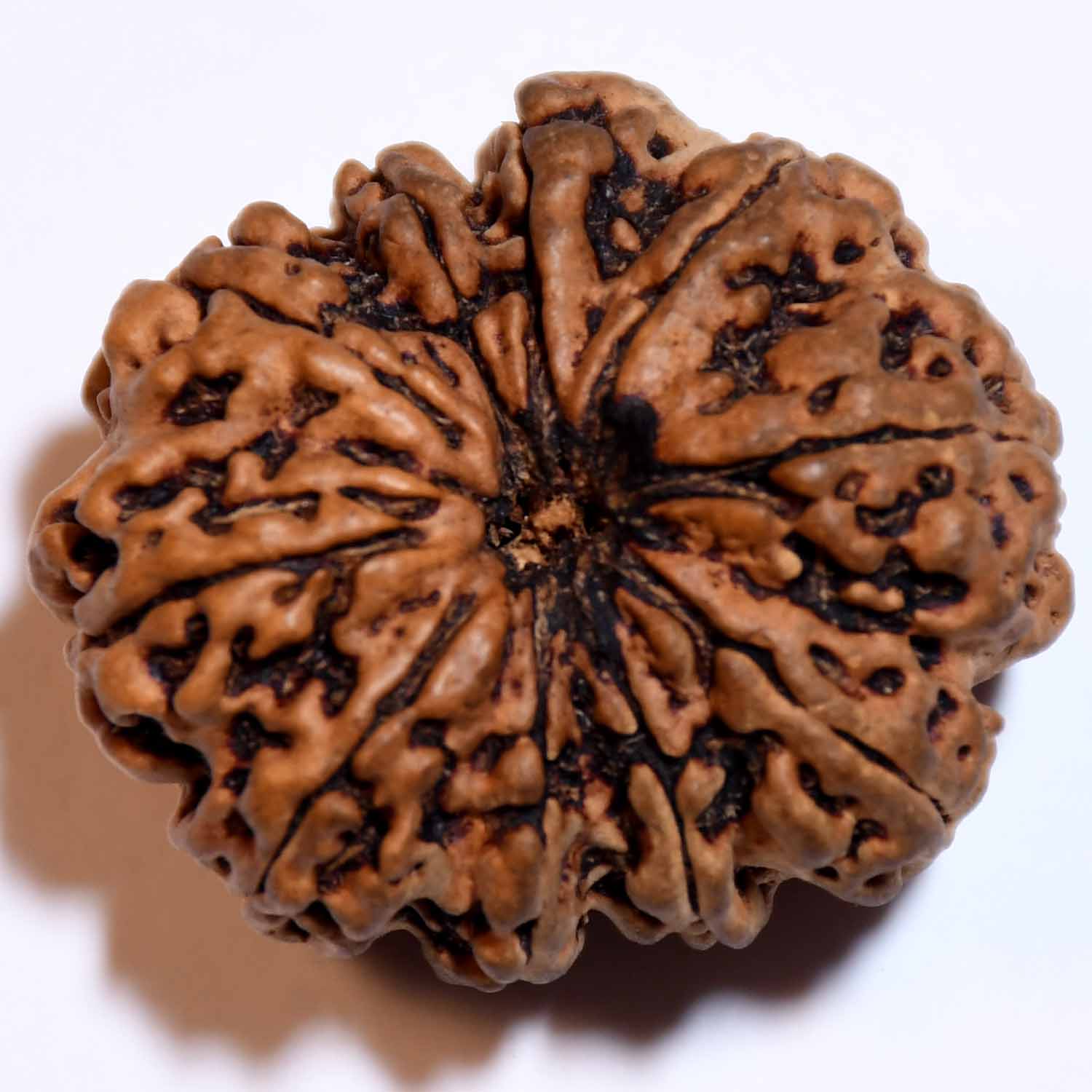 Natural 10 Mukhi/Faced Rudraksha