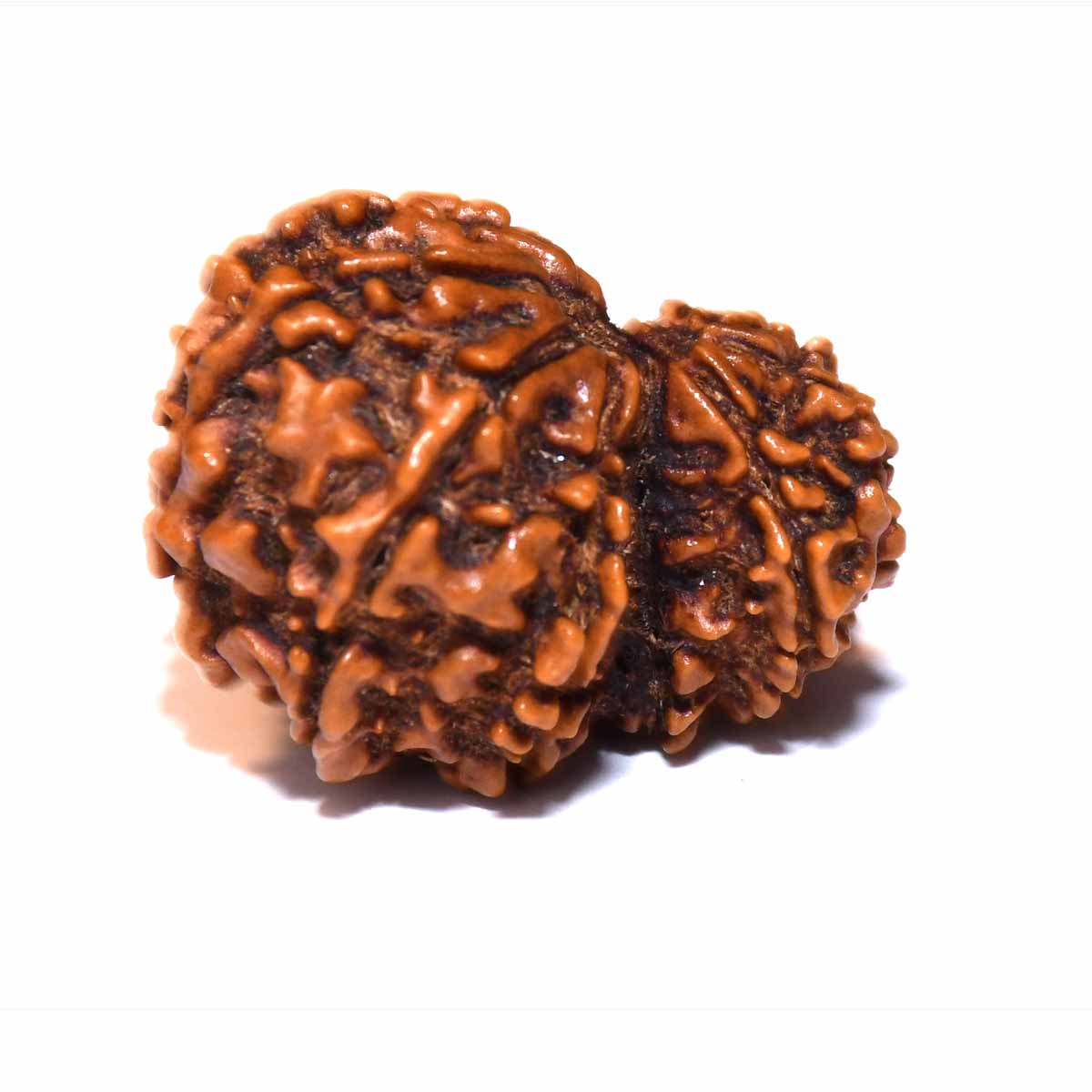 Natural Garbh Gauri Rudraksha
