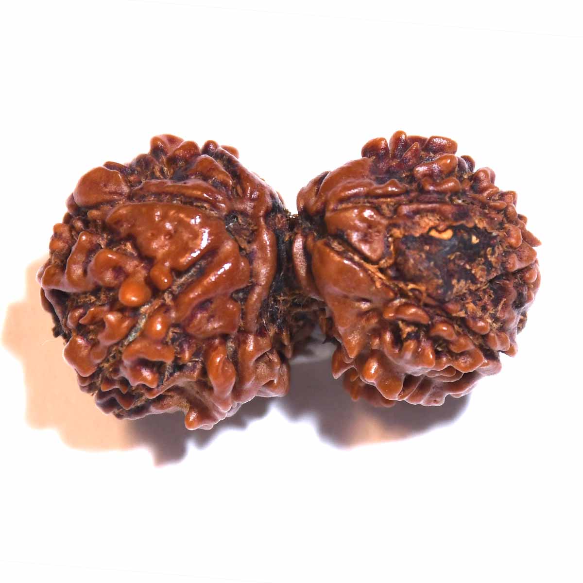 Natural Gauri Shankar Ganesh Rudraksha