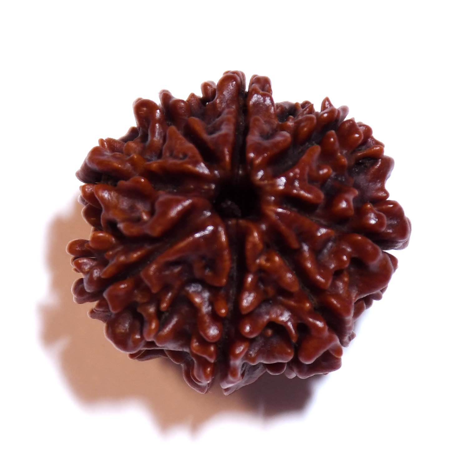 Natural 8 Mukhi/Faced Rudraksha