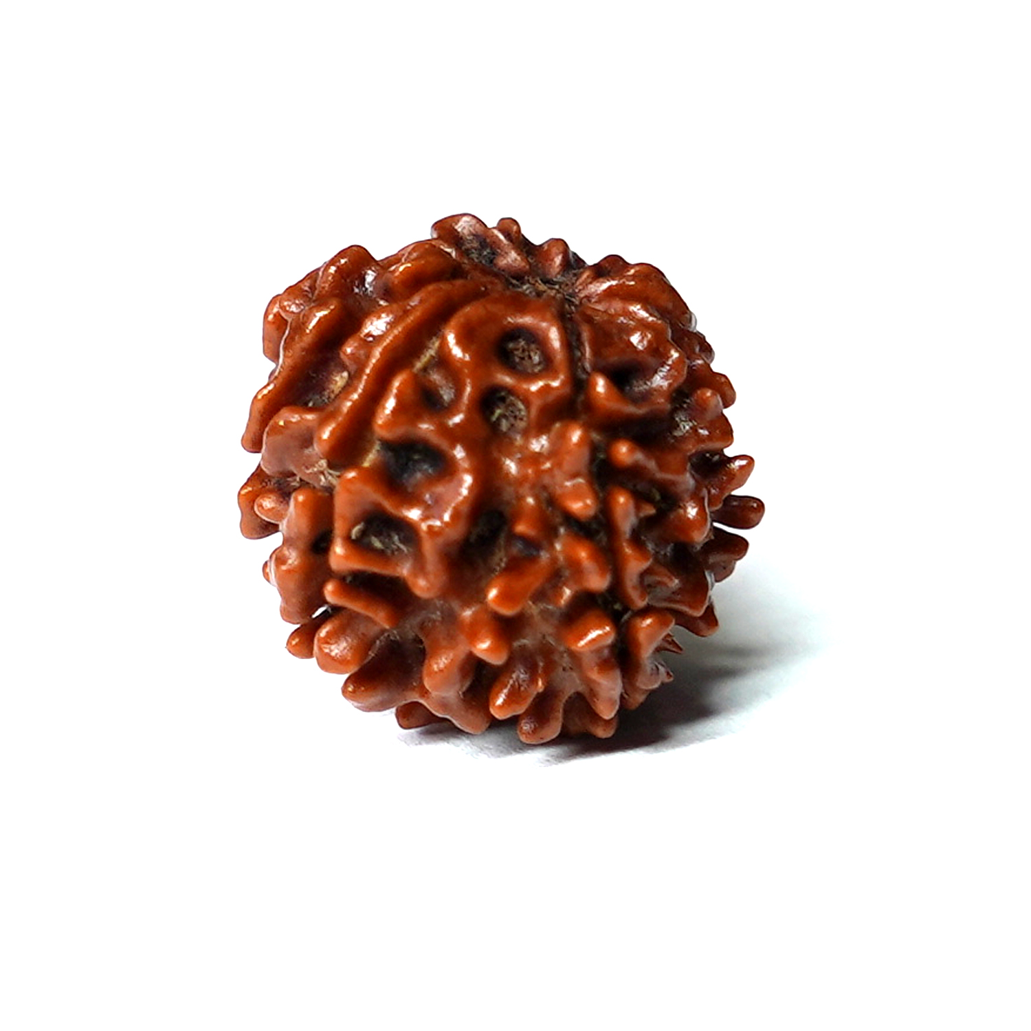 Natural 9 Mukhi/Faced Ganesh Rudraksha