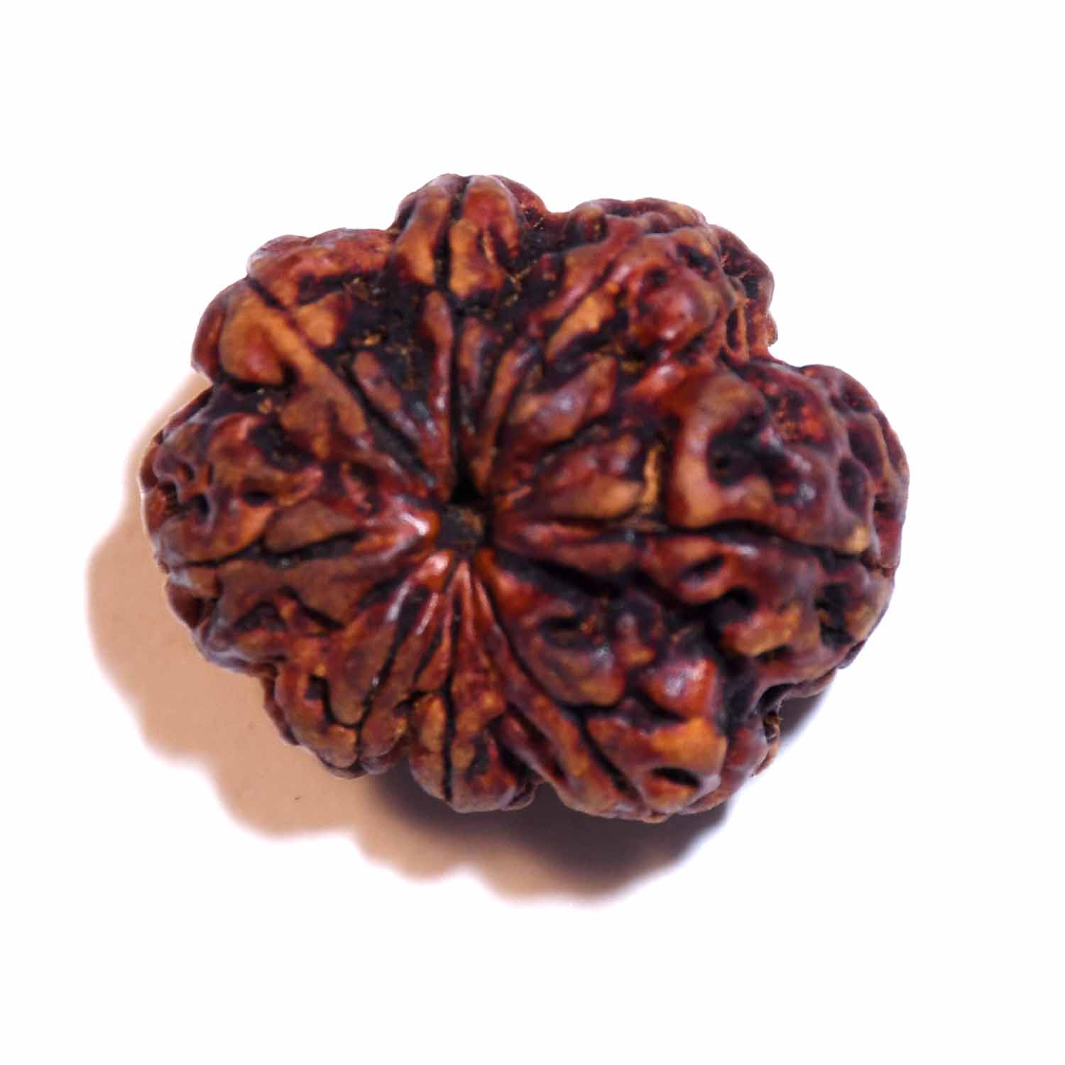 Natural 8 Mukhi/Faced Rudraksha