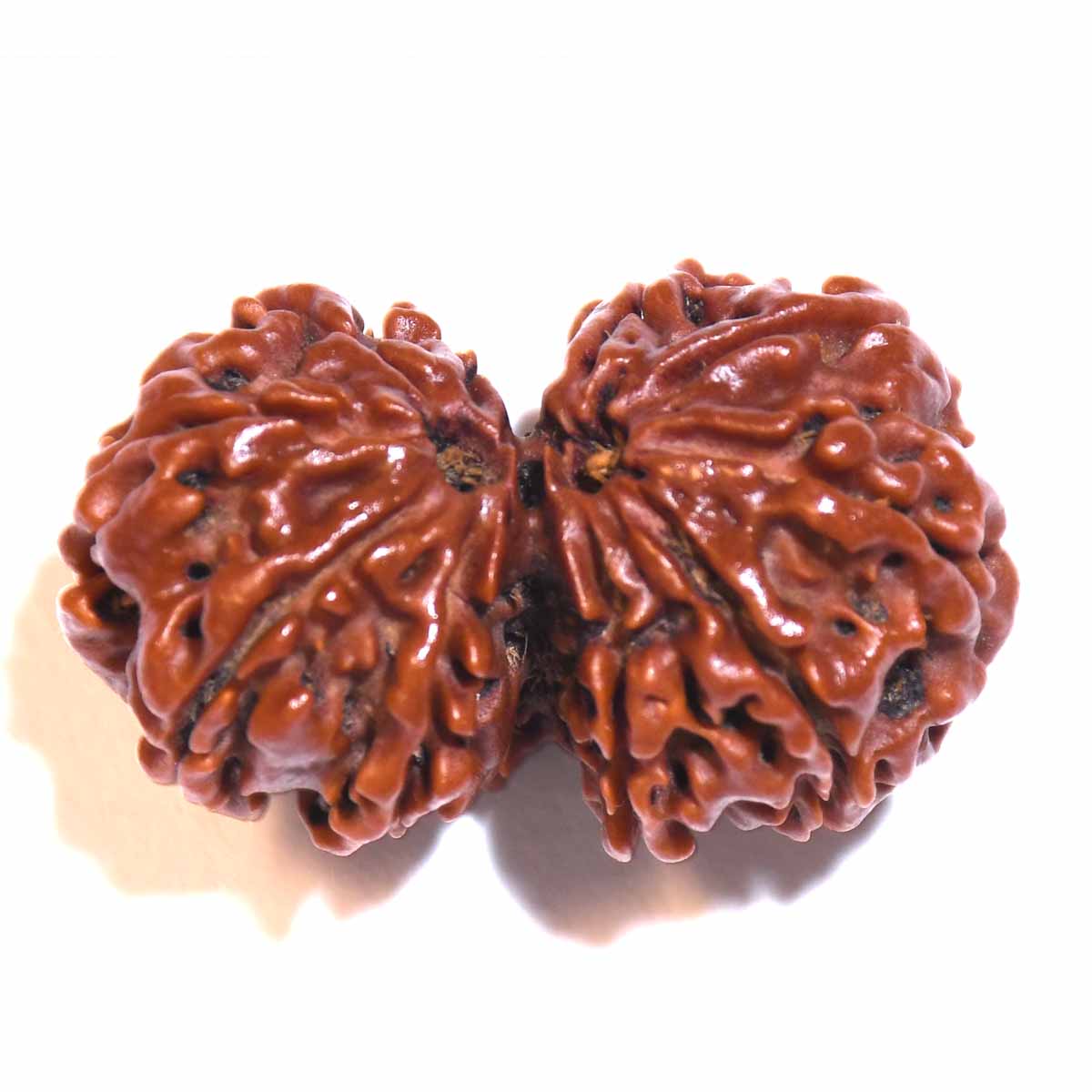 Natural Gauri Shankar Rudraksha