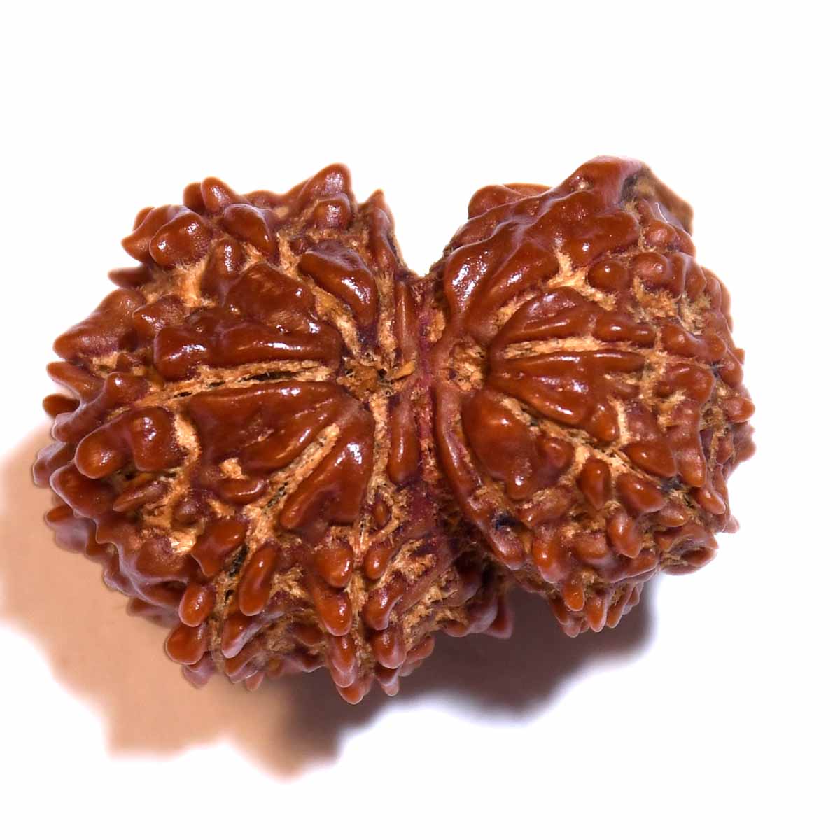 Natural Gauri Shankar Ganesh Rudraksha