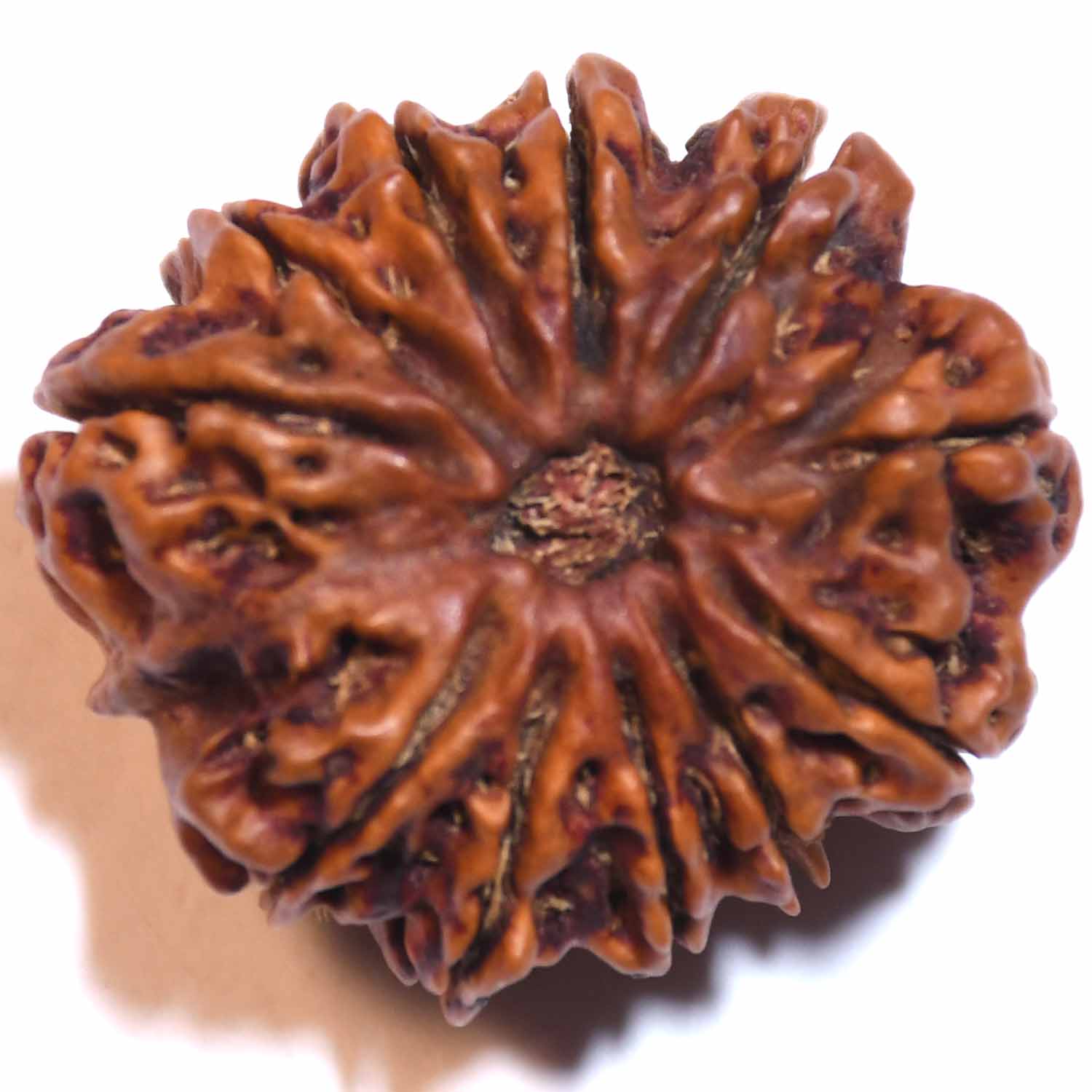 Natural 12 Mukhi/Faced Rudraksha