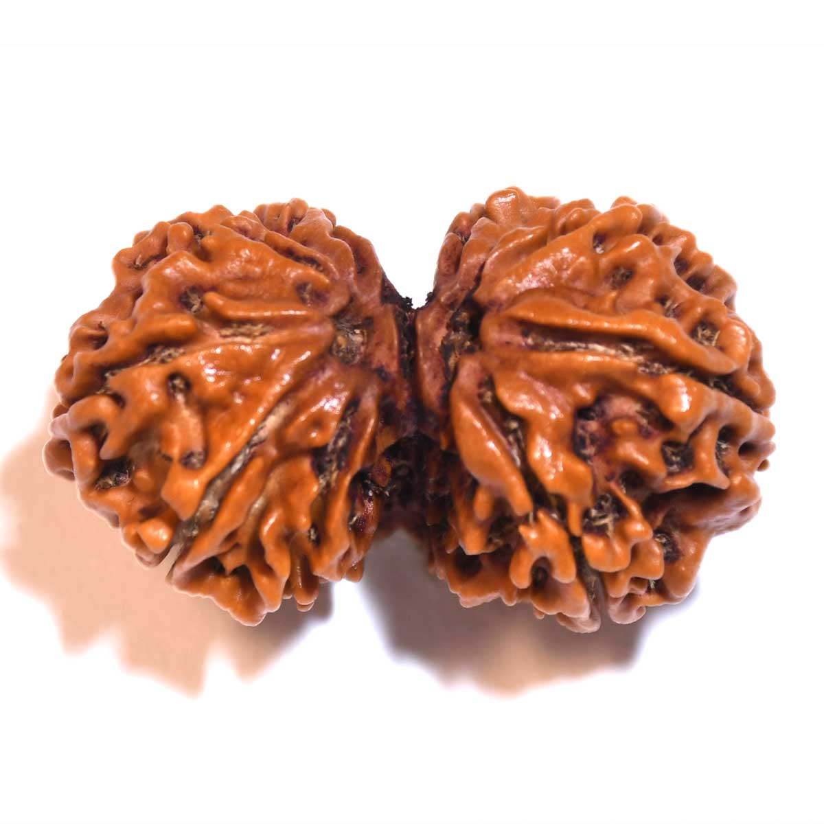 Natural Gauri Shankar Rudraksha