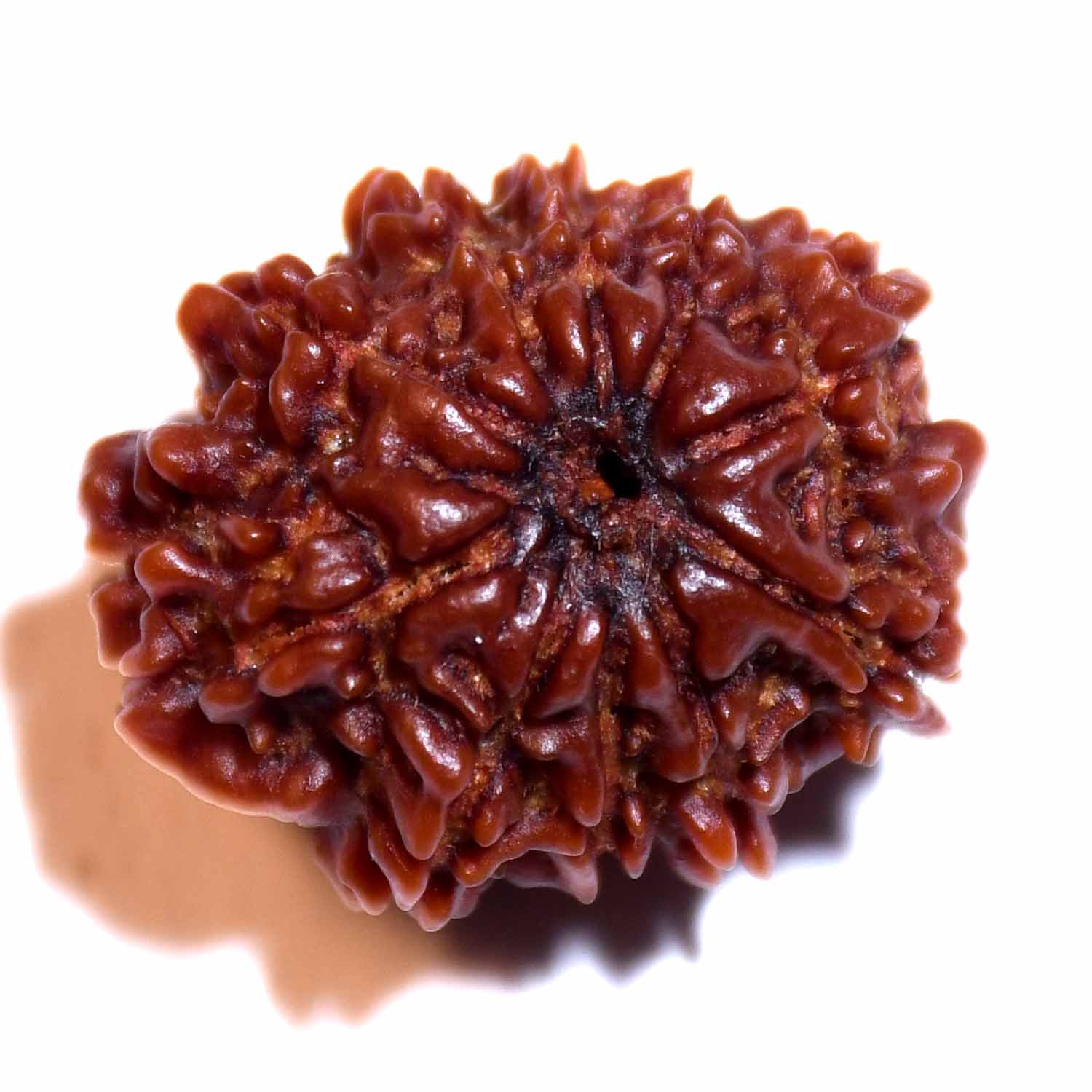 Natural 10 Mukhi/Faced Ganesh Rudraksha