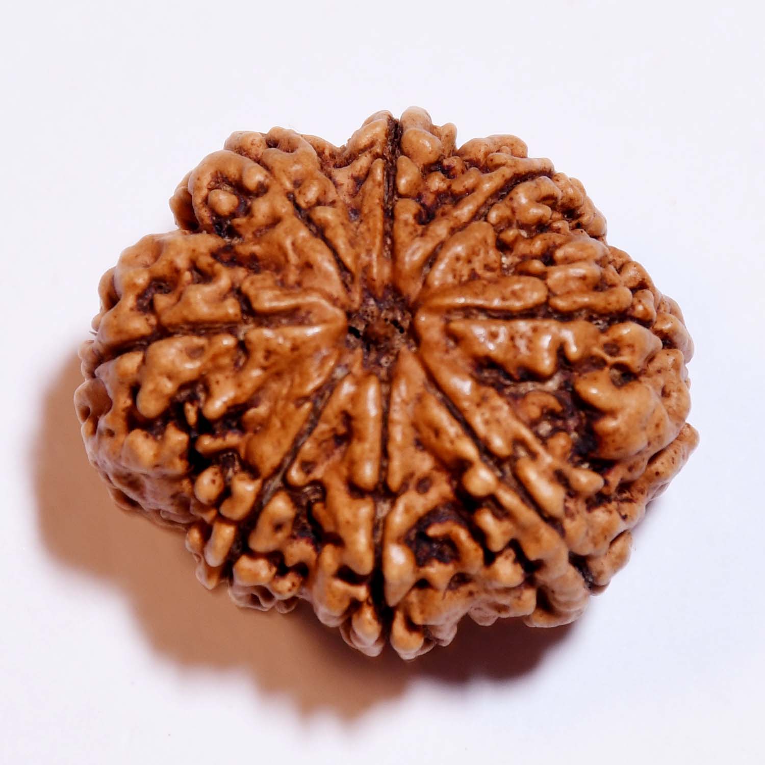 Natural 8 Mukhi/Faced Rudraksha