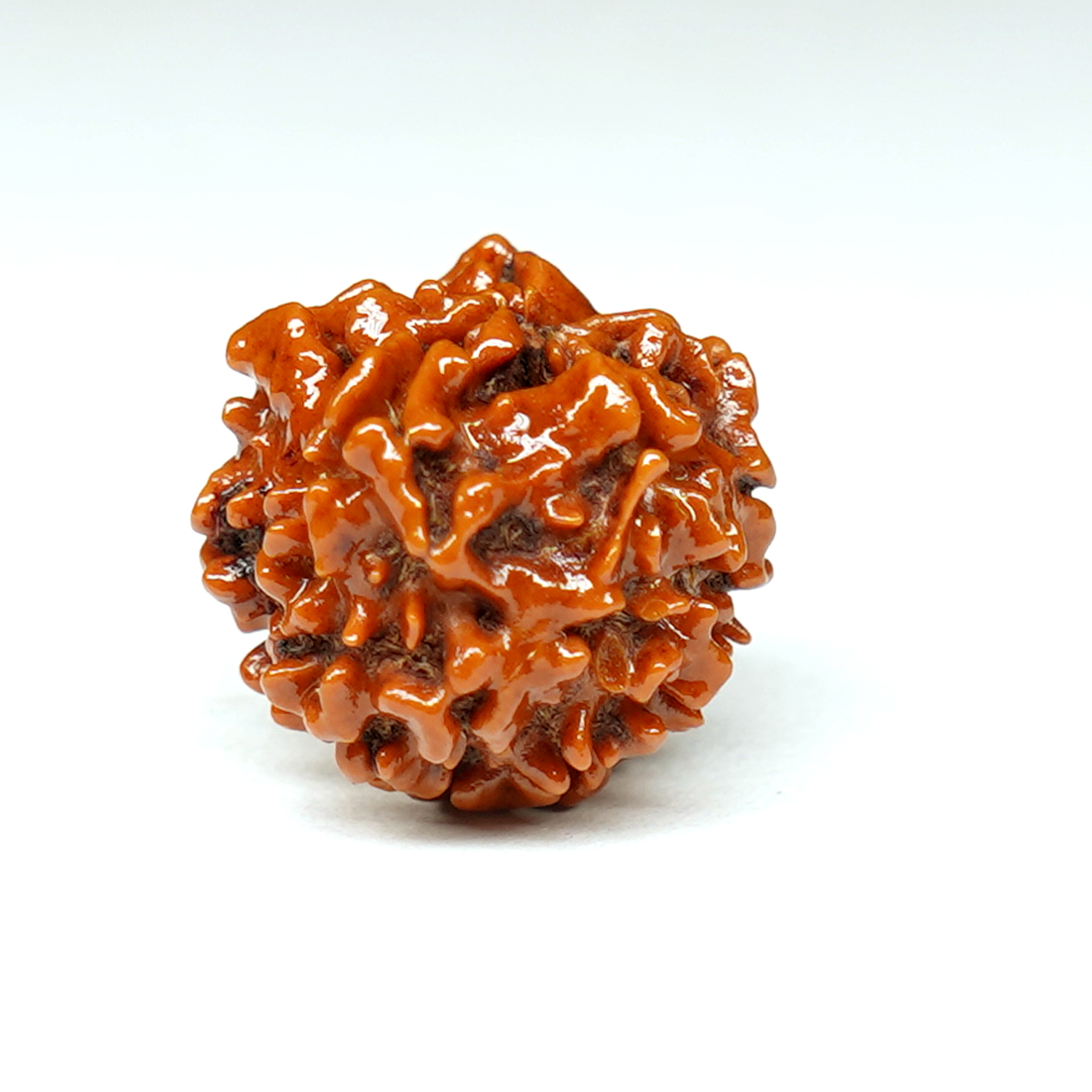 Natural 1 Mukhi/Faced Rudraksha (Round)