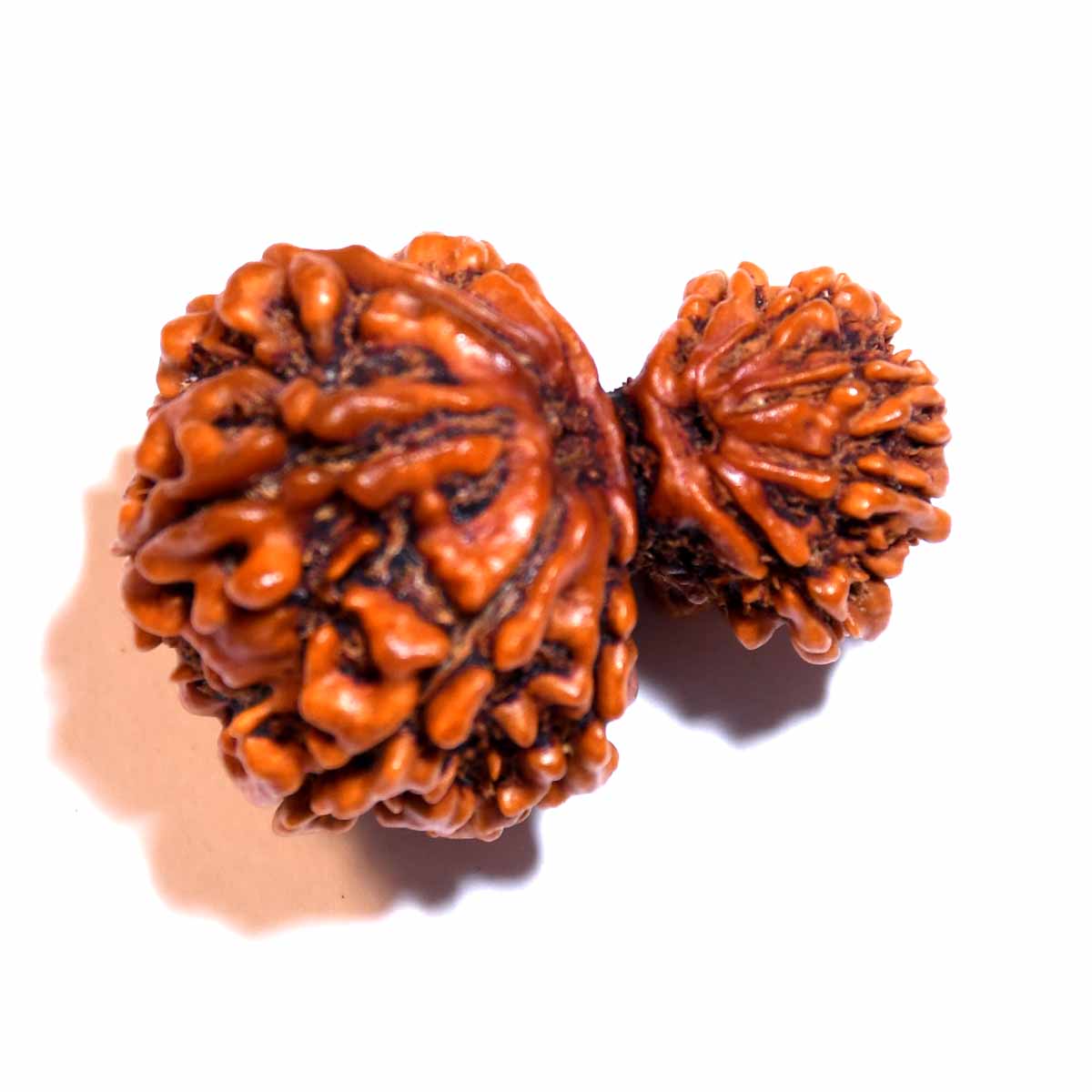 Natural Garbh Gauri Rudraksha