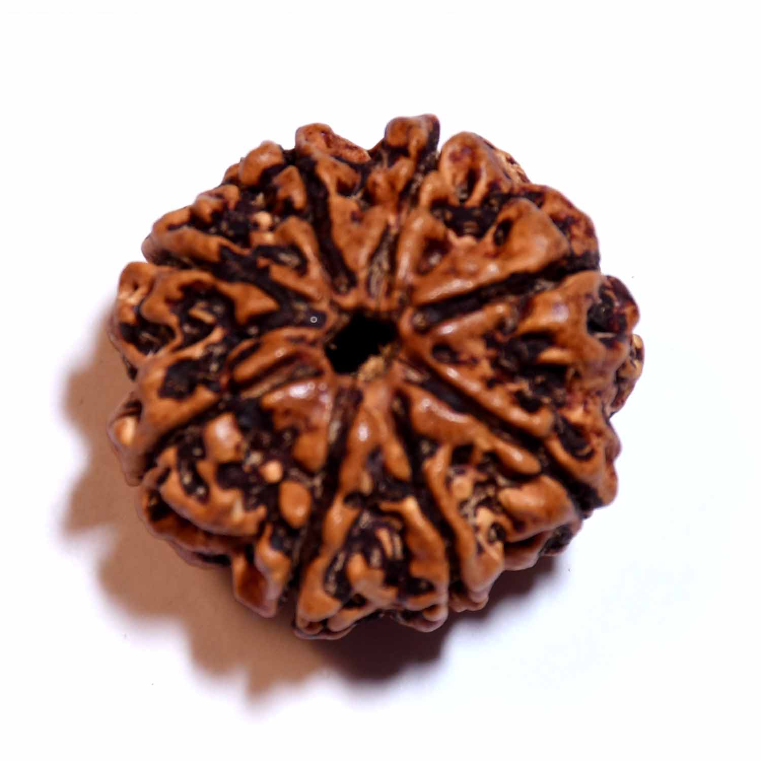 Natural 8 Mukhi/Faced Rudraksha