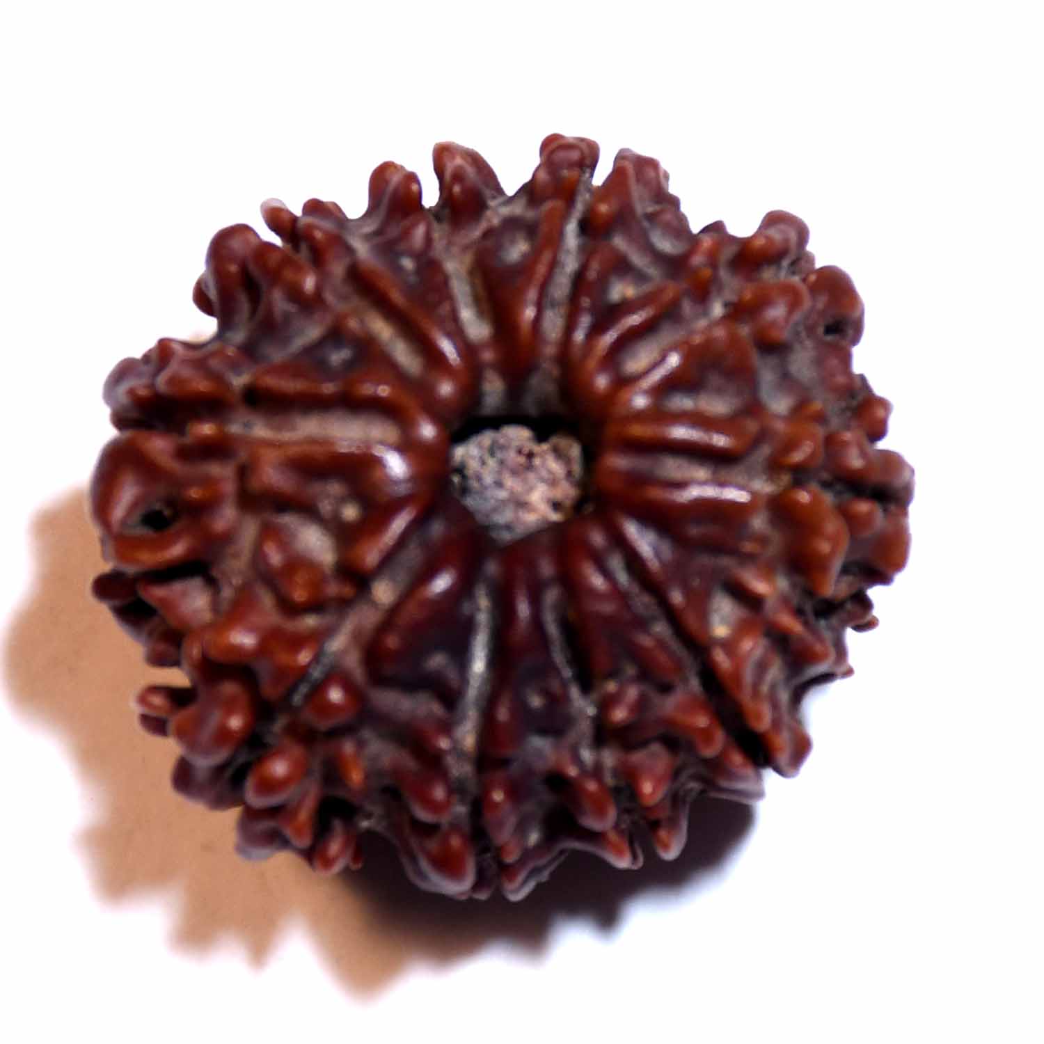 Natural 10 Mukhi/Faced Rudraksha