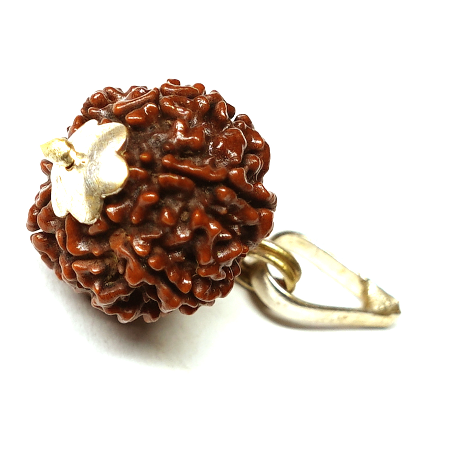 Natural 7 Mukhi/Faced Rudraksha with Silver Capping