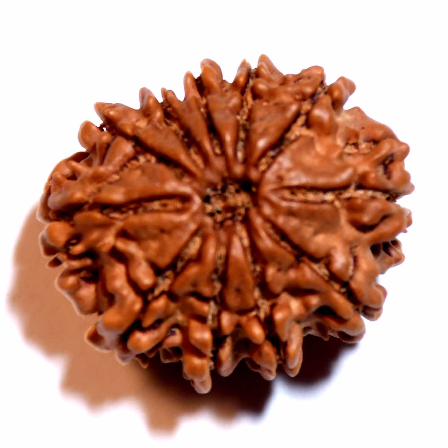 Natural 11 Mukhi/Faced Rudraksha