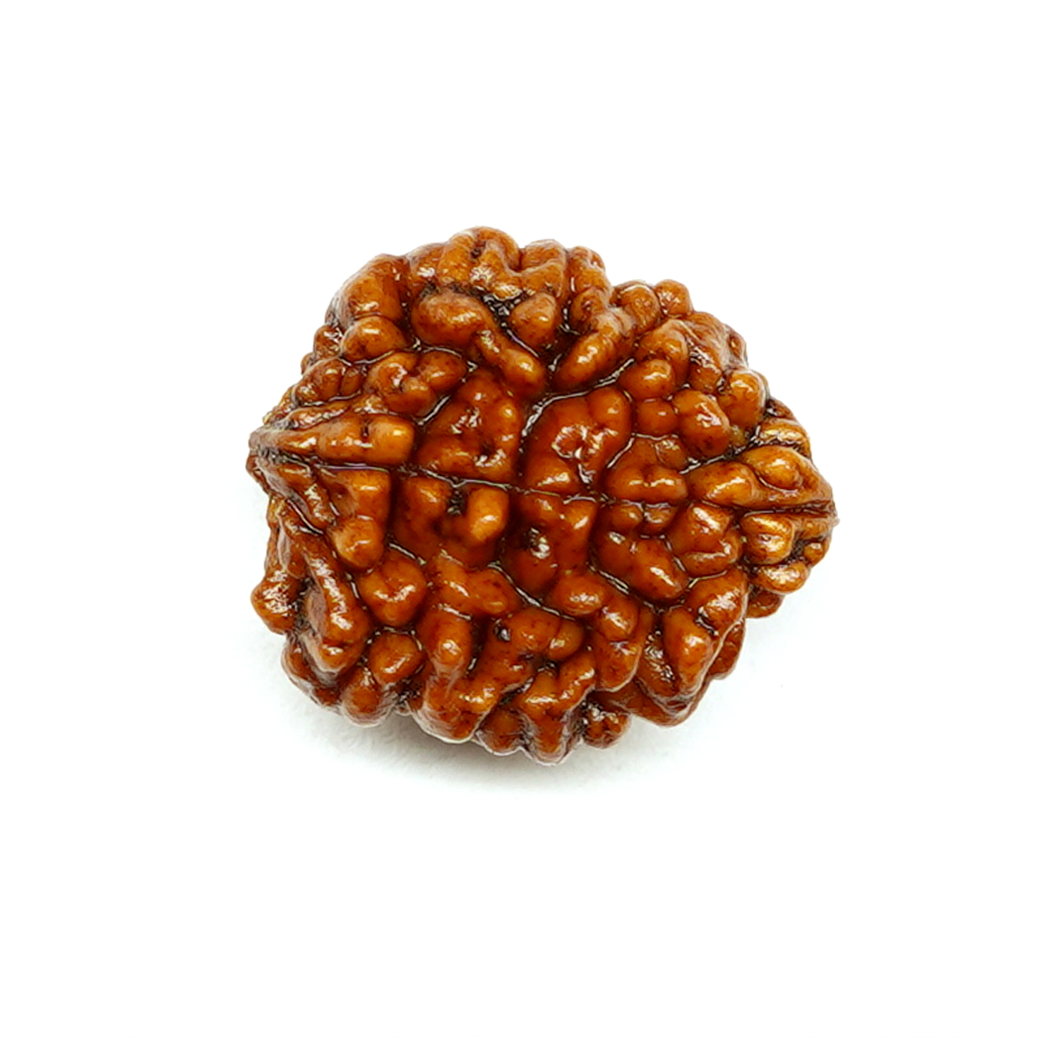 Natural 2 Mukhi/Faced Rudraksha (South Indian)