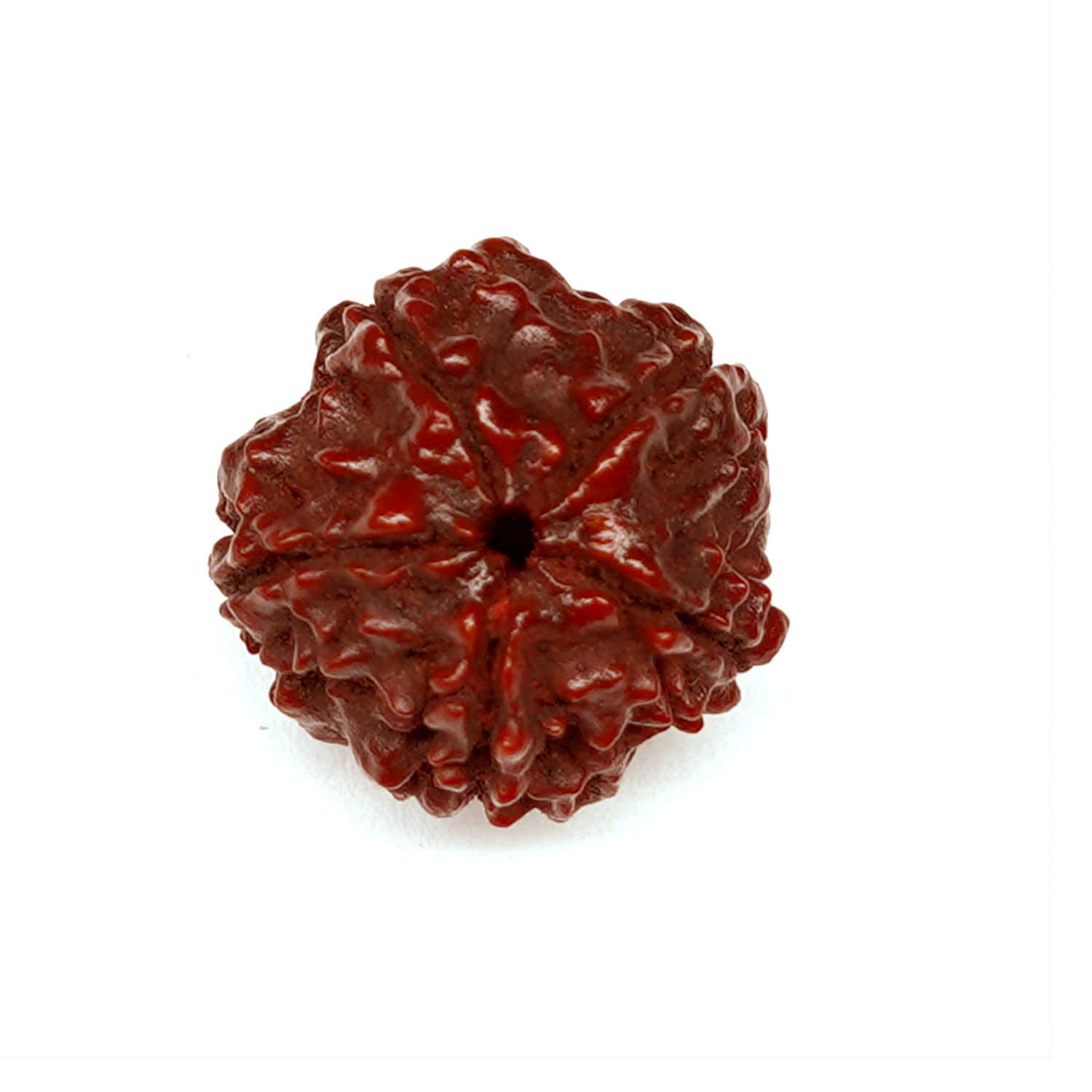Natural 5 Mukhi/Faced Rudraksha