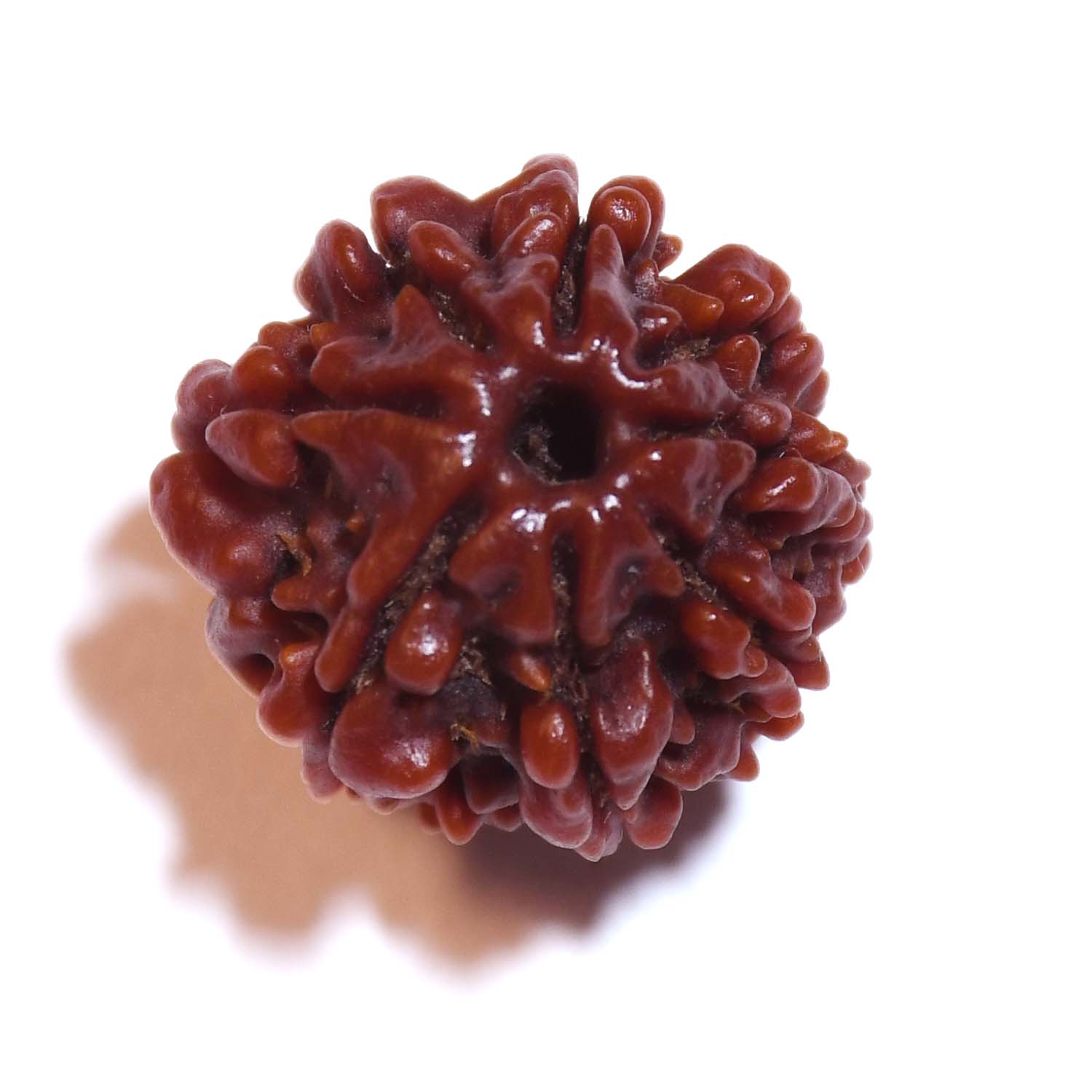 Natural 8 Mukhi/Faced Rudraksha