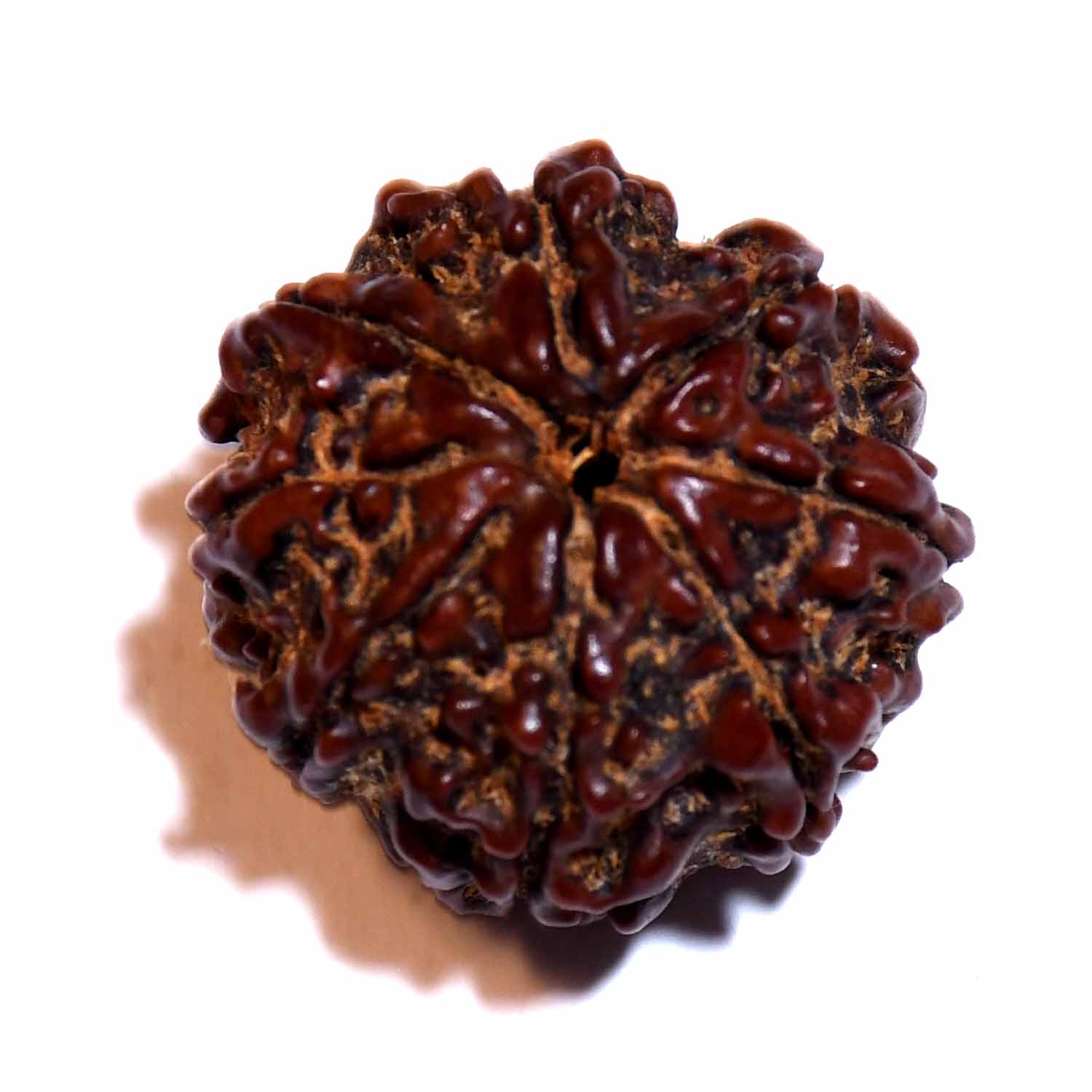 Natural 8 Mukhi/Faced Rudraksha
