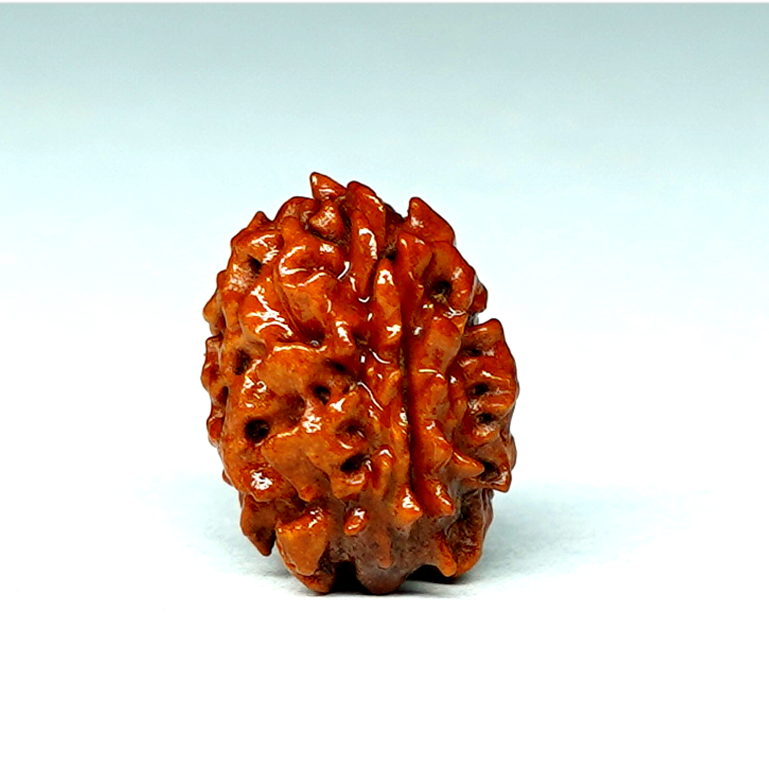 Natural 2 Mukhi/Faced Rudraksha