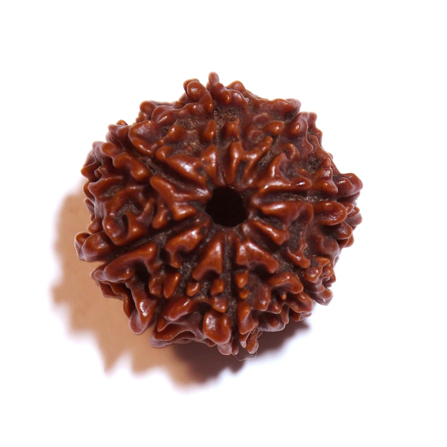 Natural 8 Mukhi/Faced Rudraksha