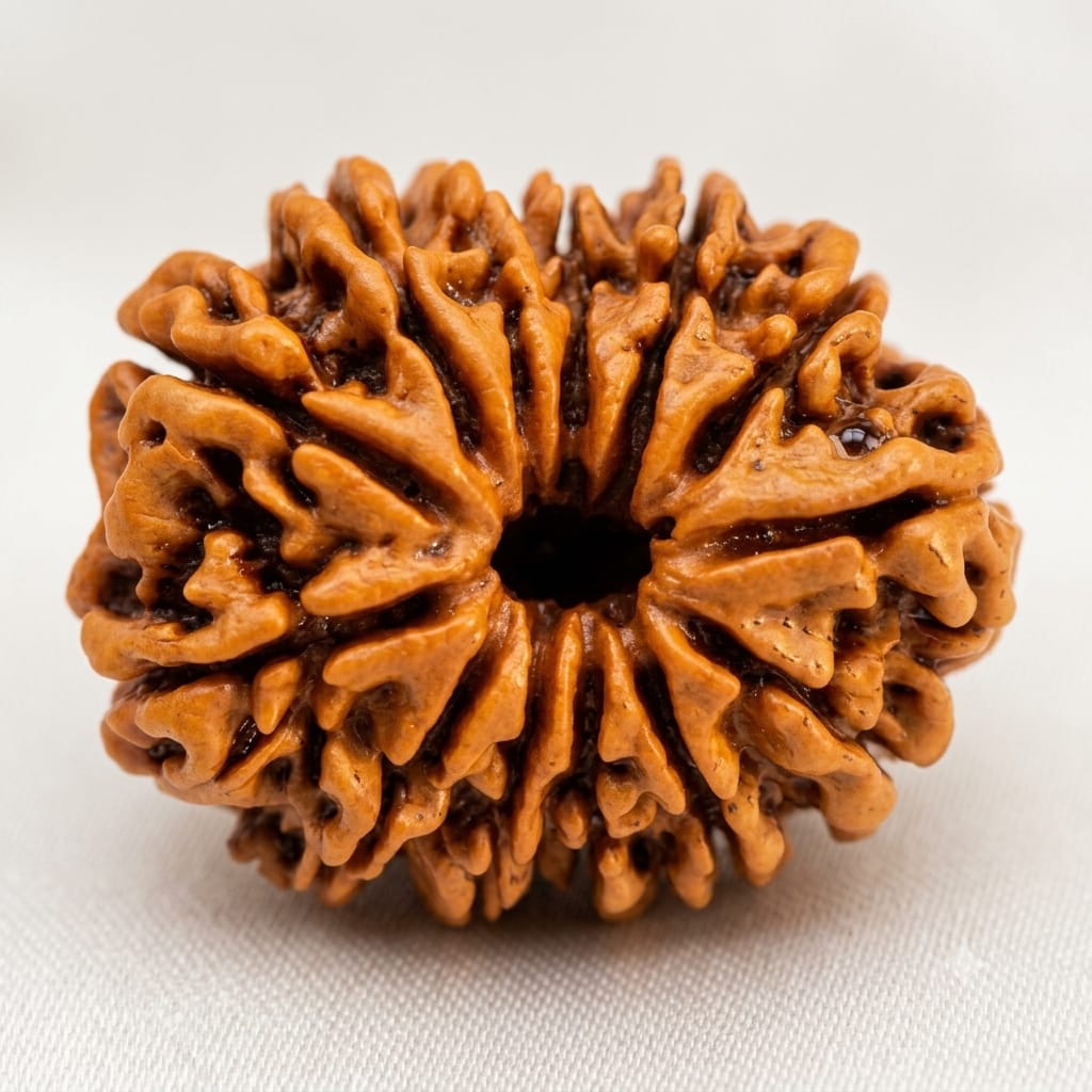 Natural 13 Mukhi/Faced  Rudraksha