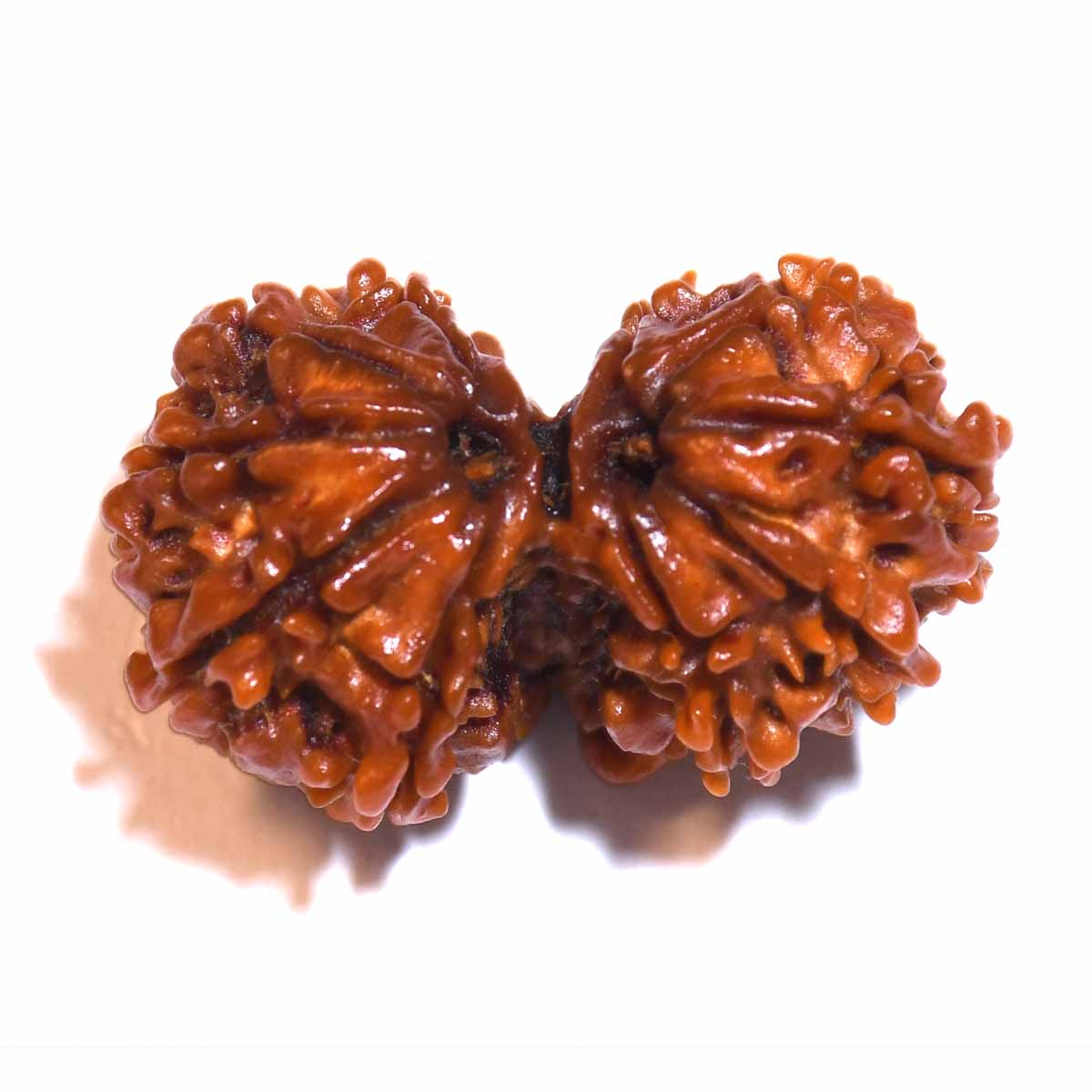 Natural Gauri Shankar Ganesh Rudraksha