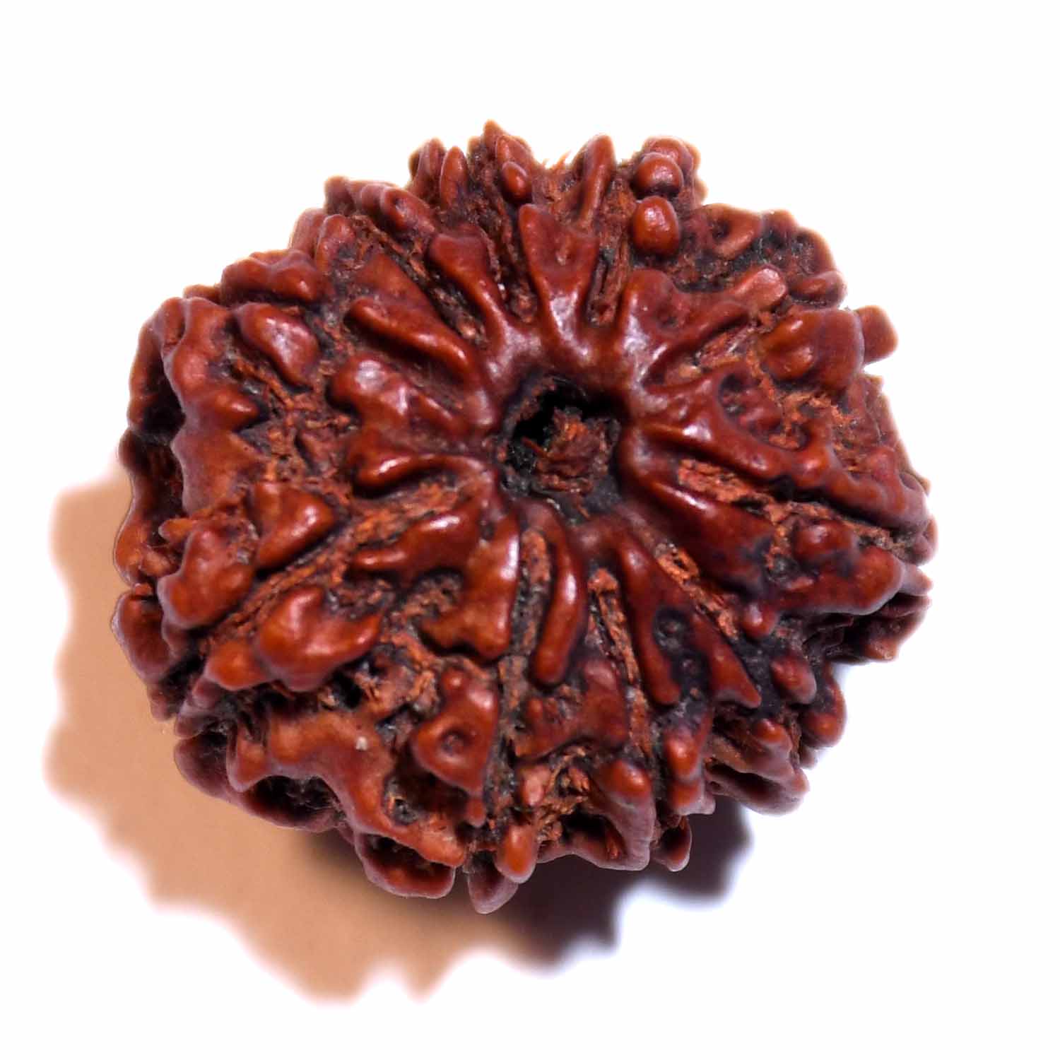 Natural 10 Mukhi/Faced Rudraksha