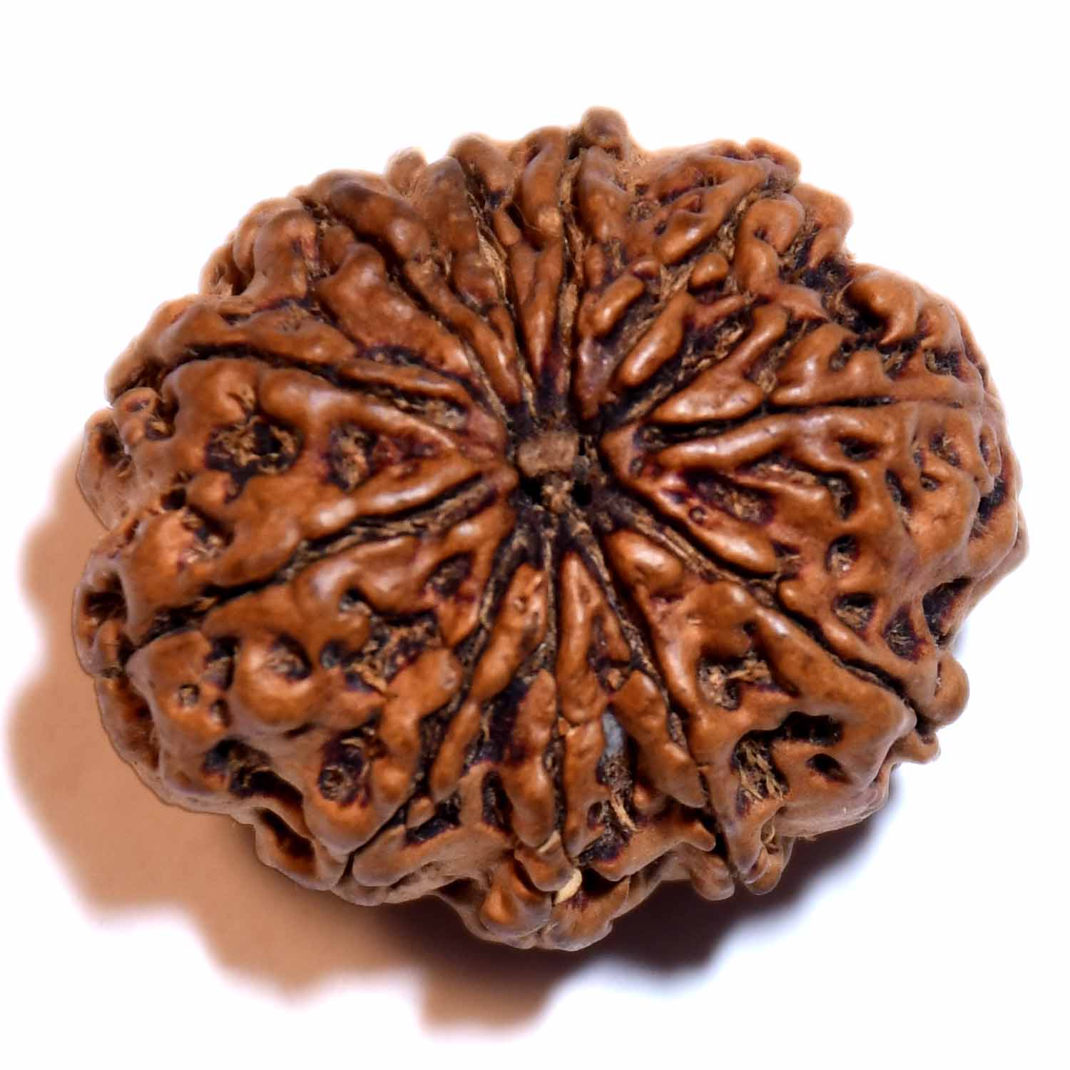 Natural 11 Mukhi/Faced Rudraksha